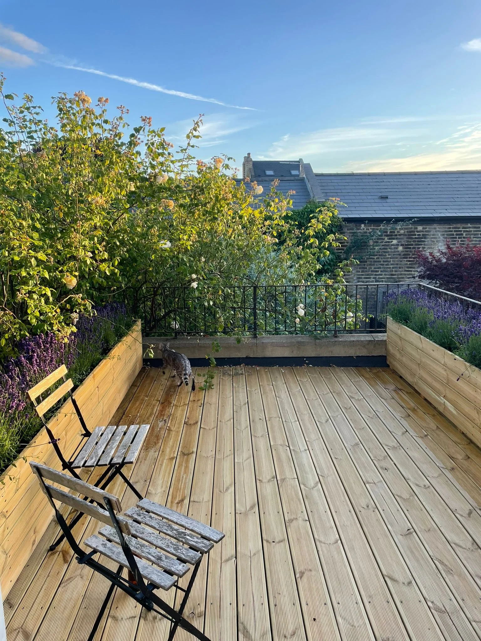 A wooden patio with two weathered chairs, surrounded by lush green plants and purple flowers, under a bright blue sky with wispy clouds, and a cat near the plants.