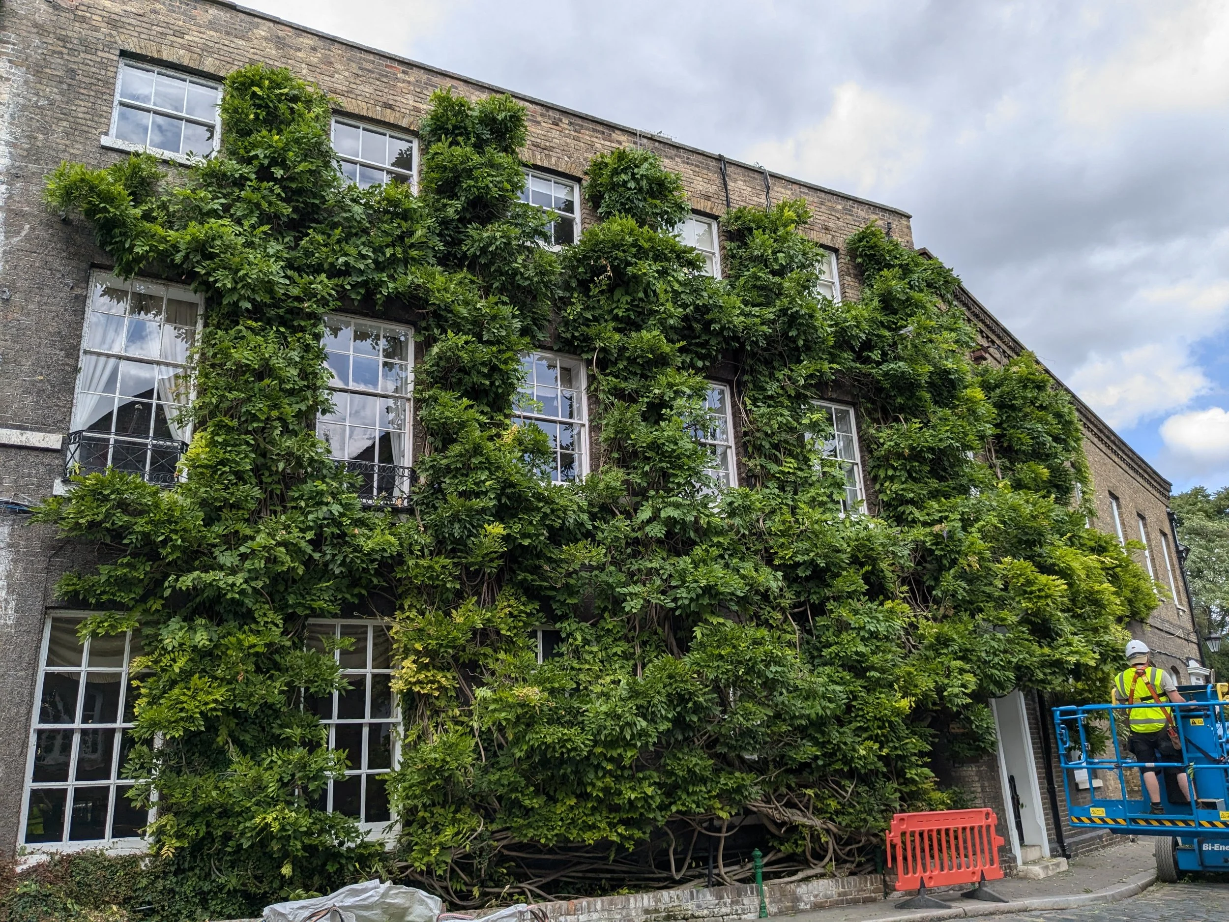 A building covered in lush green vines with multiple windows, and workers in safety vests and helmets using a lift next to the building.