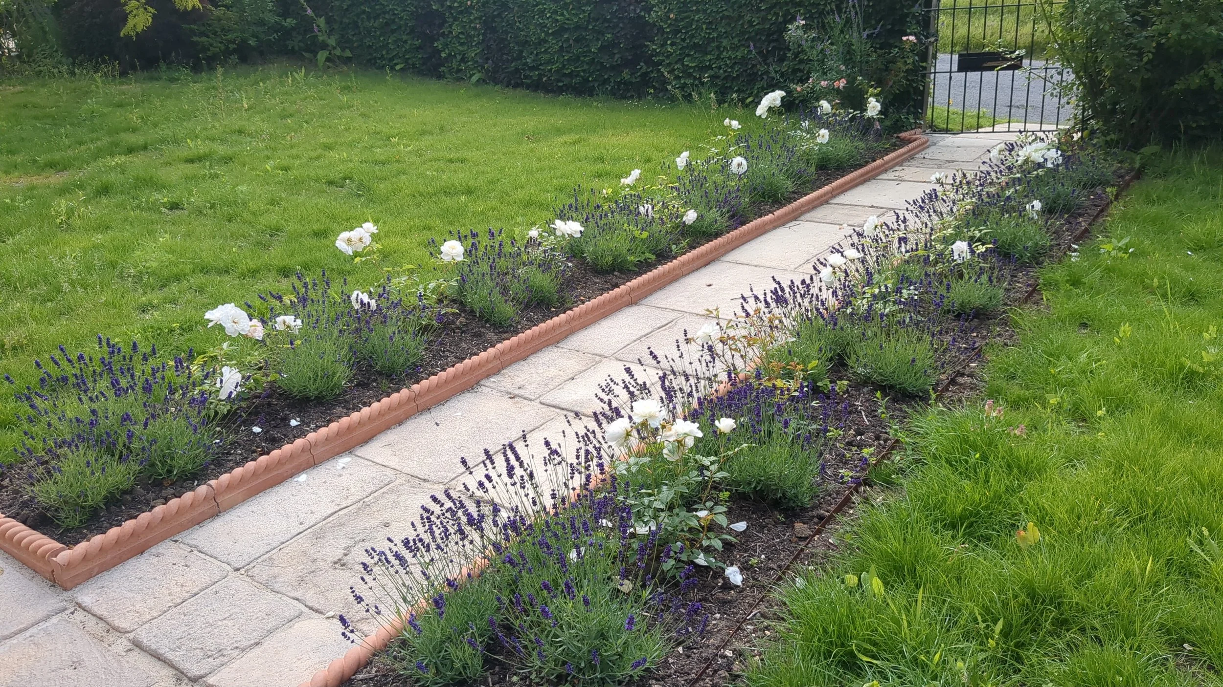 A paved pathway running through a garden bed with white and purple flowers, bordered by bricks and surrounded by a green lawn and bushes.