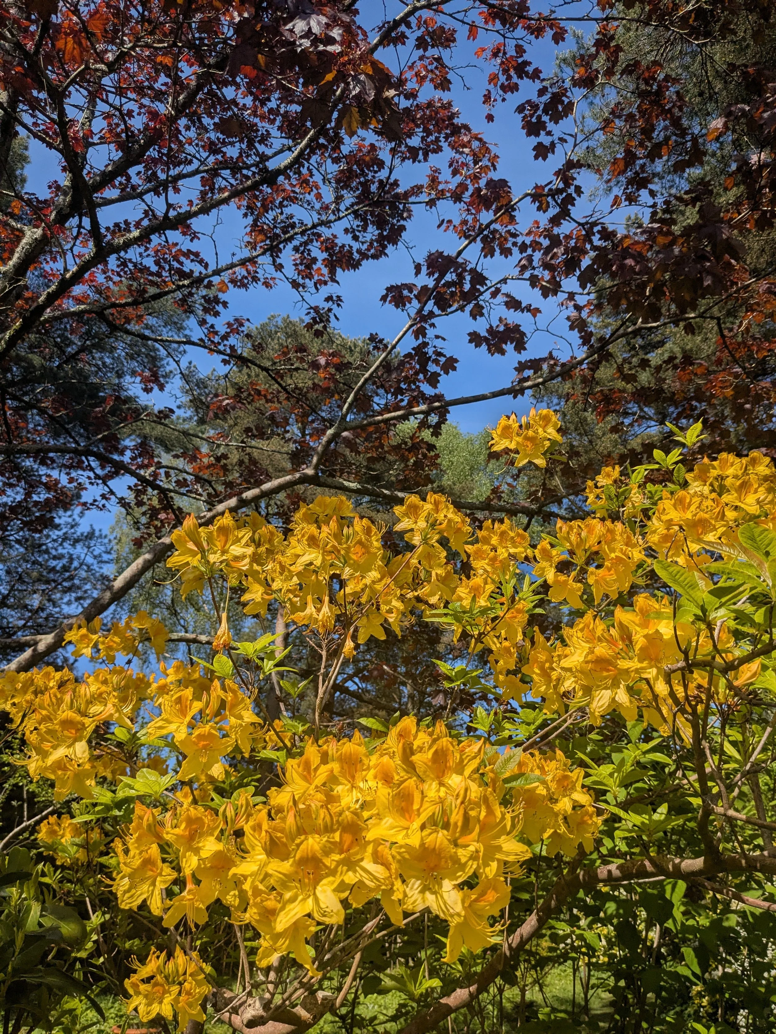 Yellow flowering bush against a backdrop of reddish-brown and green trees with a bright blue sky.