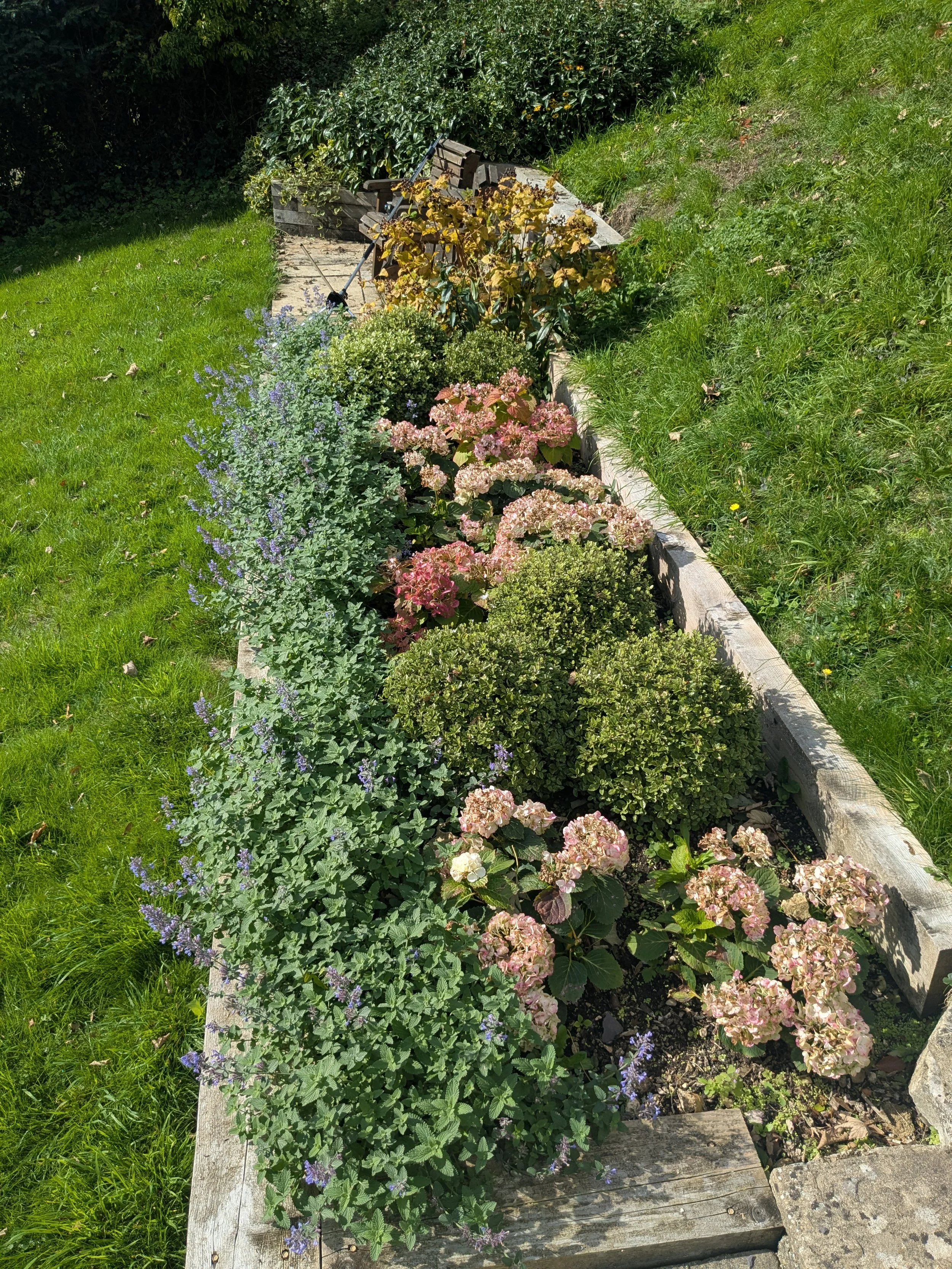 A garden bed with various flowering plants, including pink hydrangeas, purple salvia, and green shrubbery, bordered by wooden planks, next to a grassy lawn.