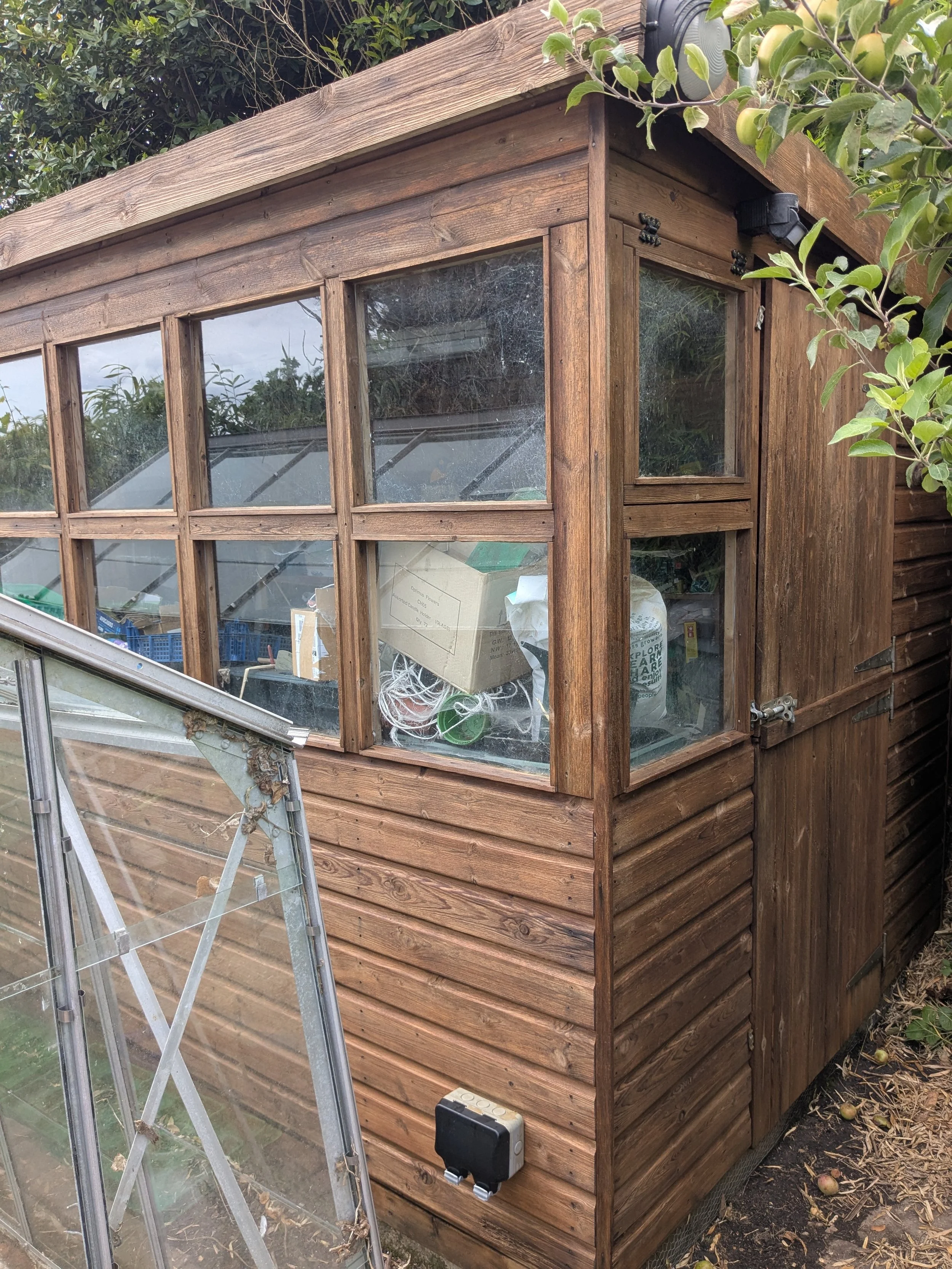 A small wooden garden shed with glass windows, filled with gardening supplies inside. There is a partly disassembled greenhouse frame leaning against the shed, and some fallen fruit on the ground nearby.