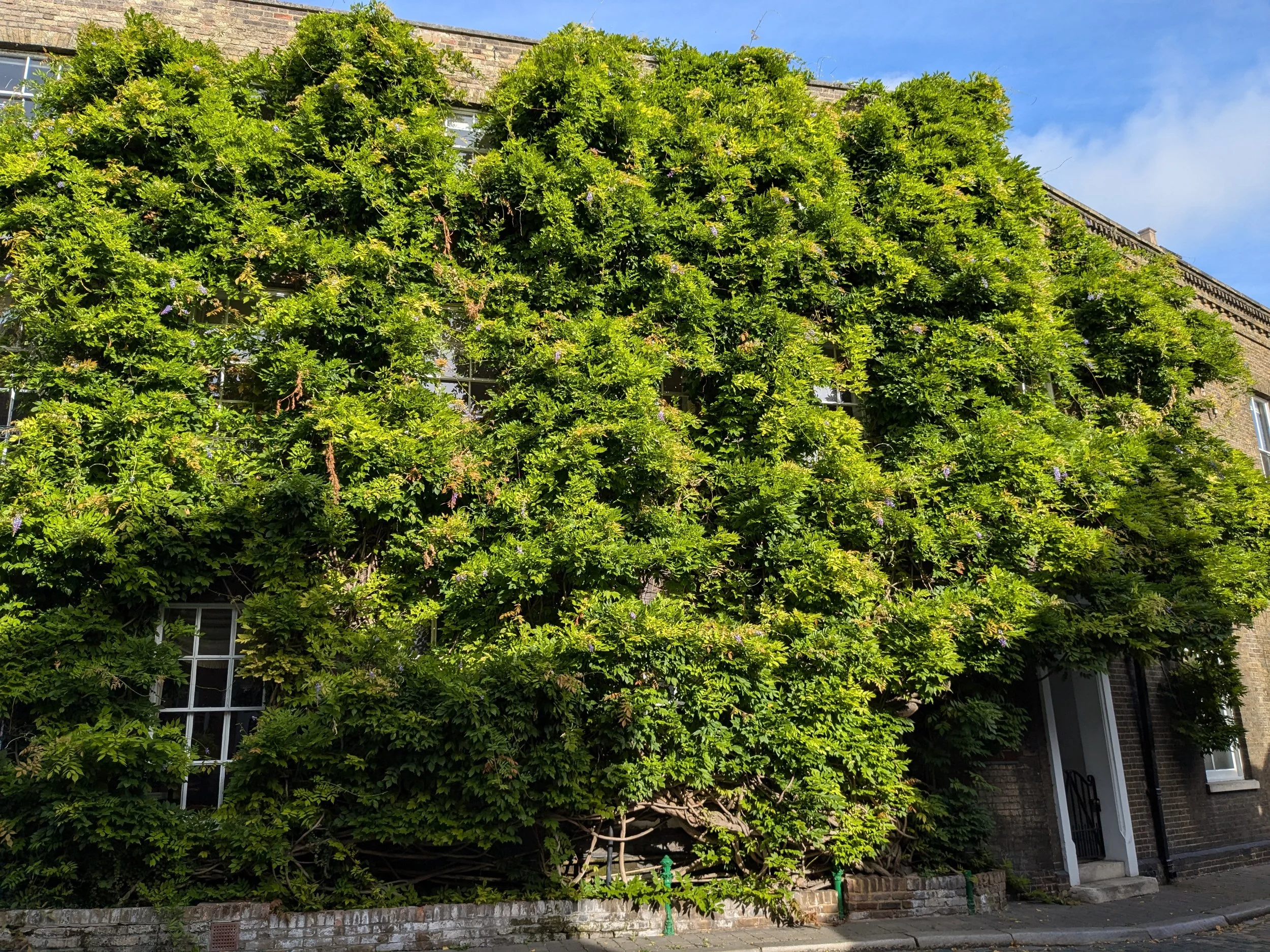 A building covered with dense green ivy leaves, partially blocking the windows and entrance, with a brick sidewalk and a stone wall at the base.