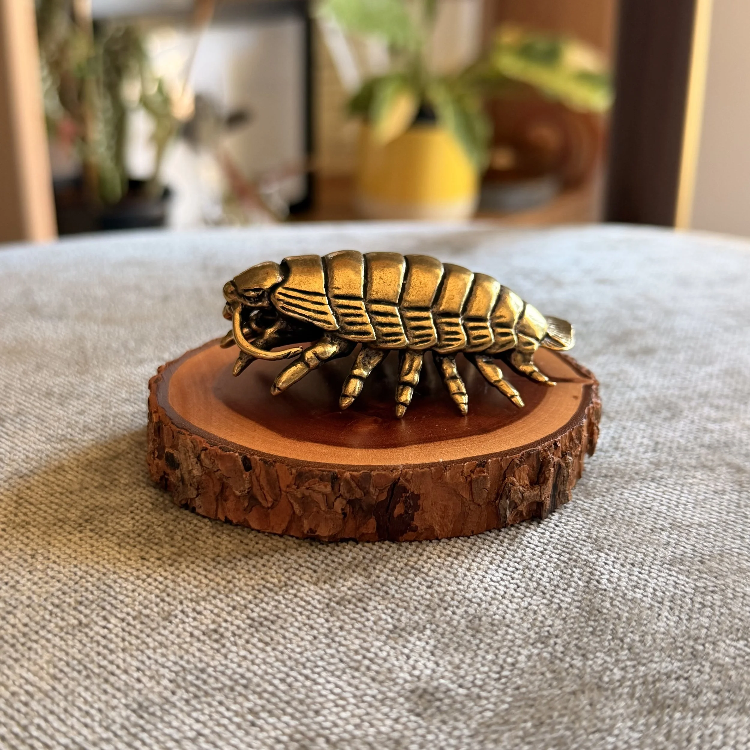 isopod large (2).jpeg