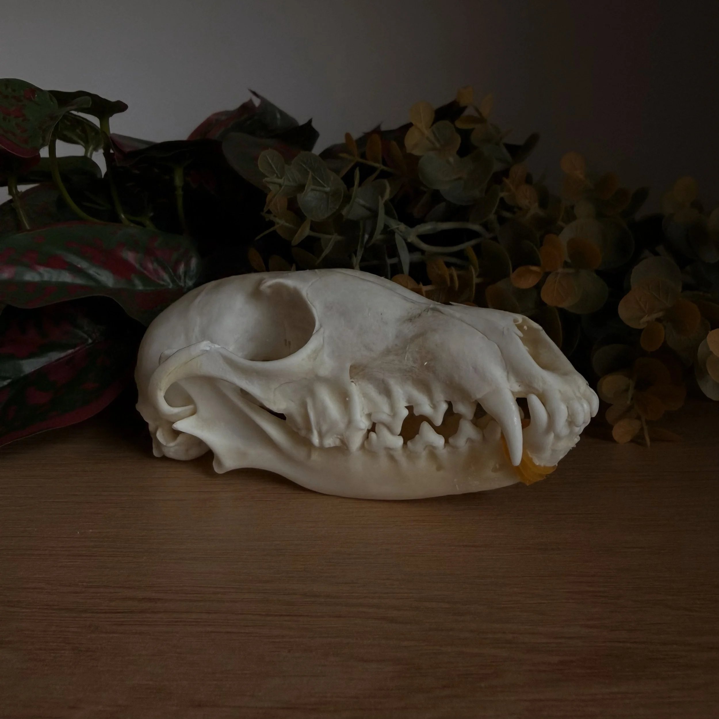 SKULL_FOX_1.jpg