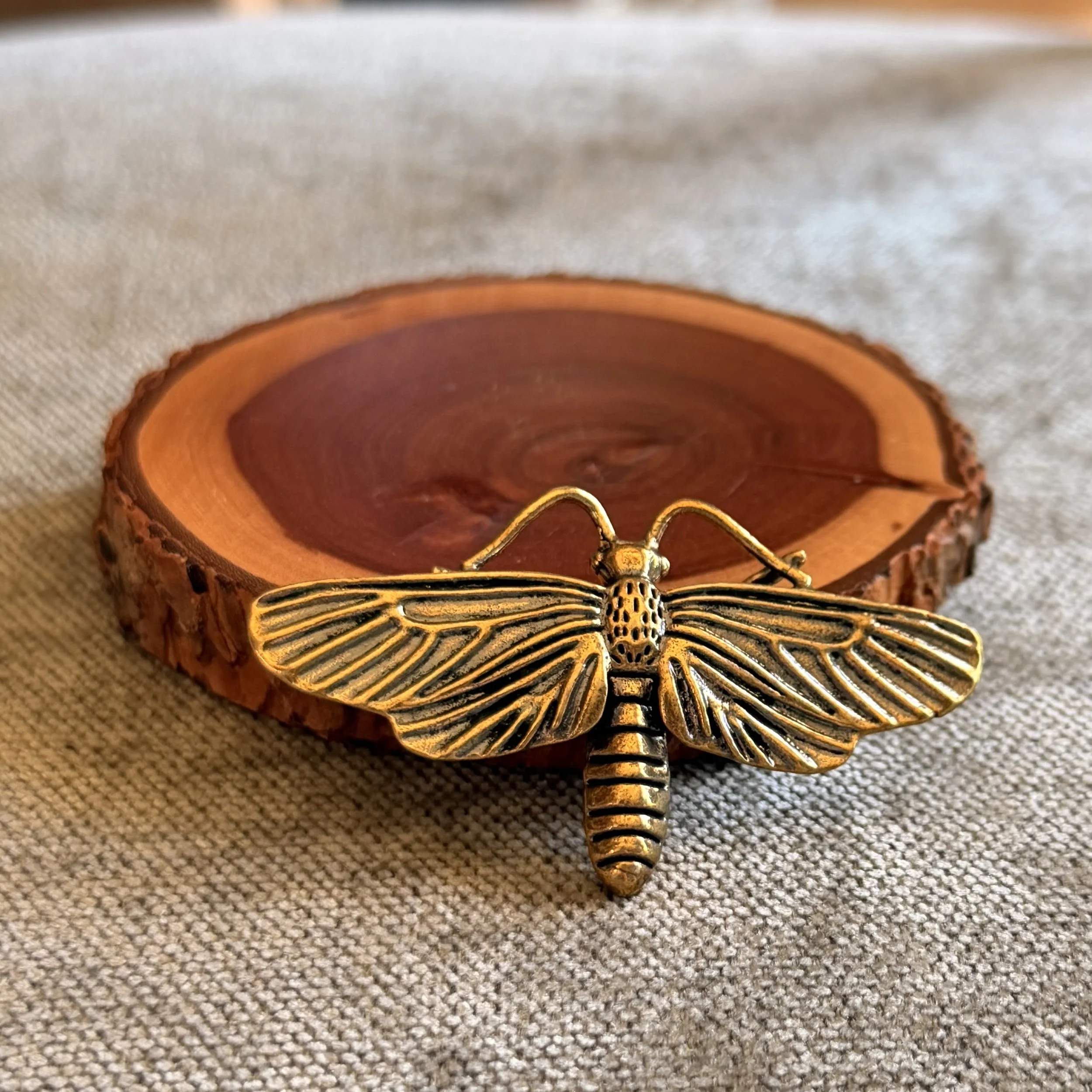 BRASS MOTH