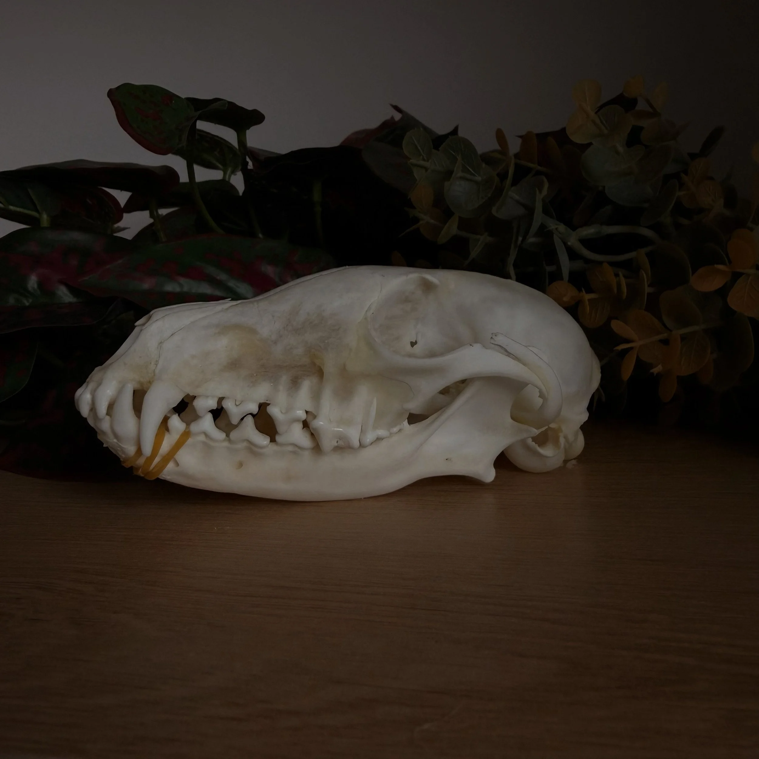 SKULL_FOX_2.jpg