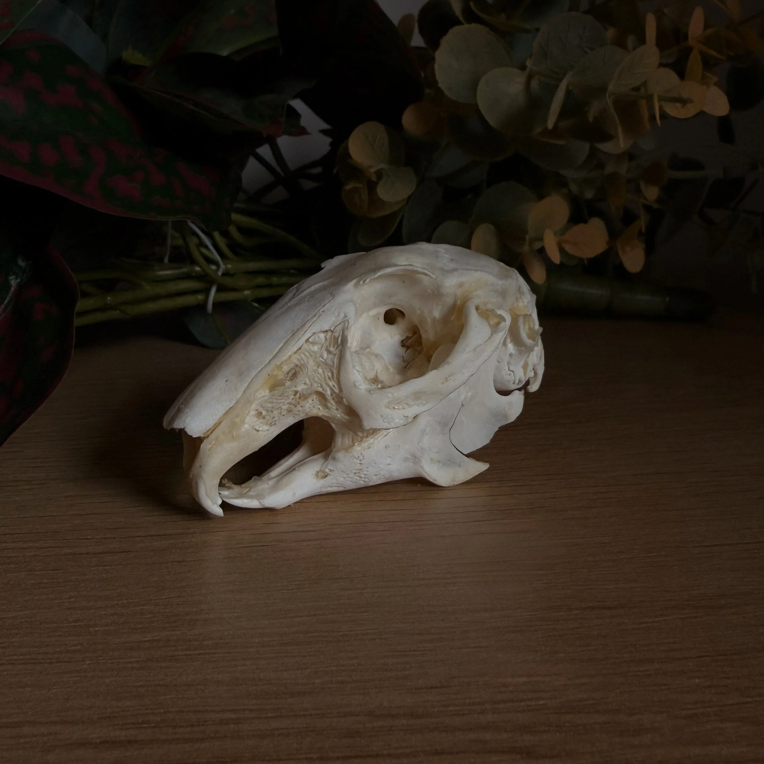 SKULL_RABBIT_1.jpg