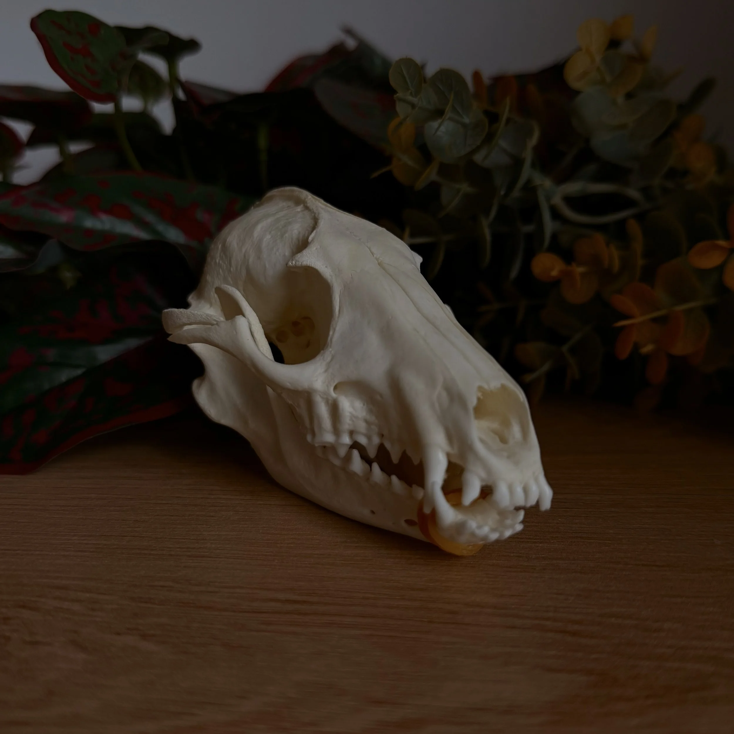 RACOON SKULL