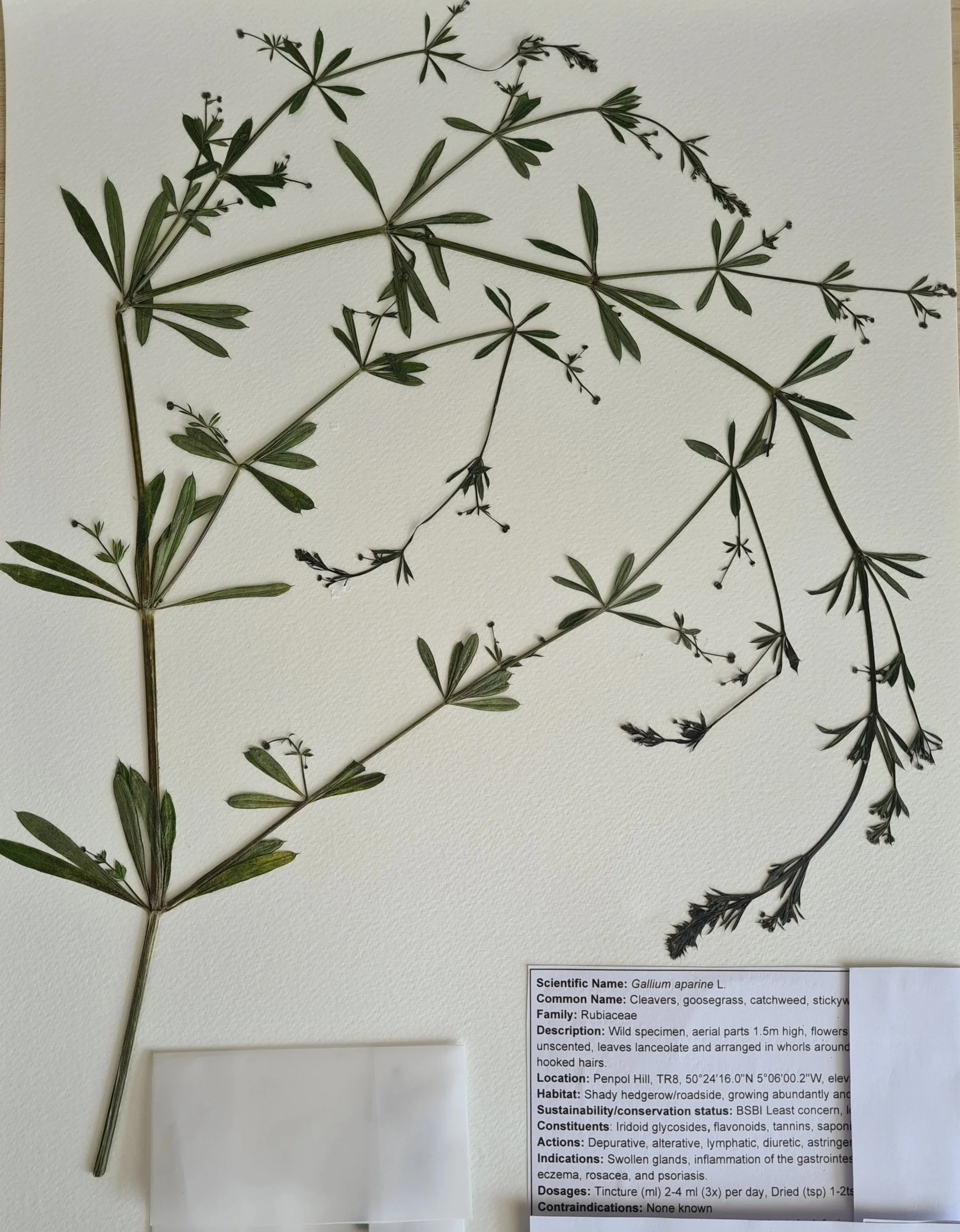 All about…my herbal medicine qualifications, professional association and insurance: