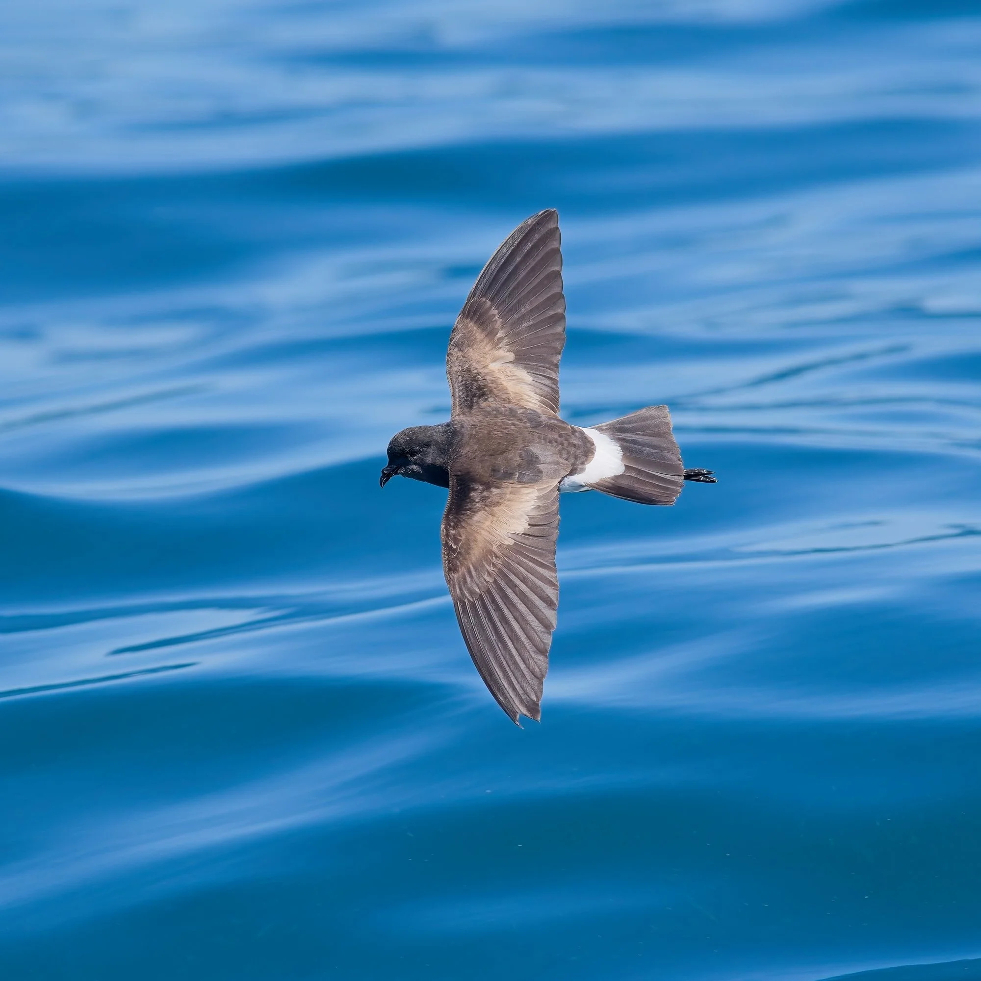A bird flying over blue ocean water with its wings spread.