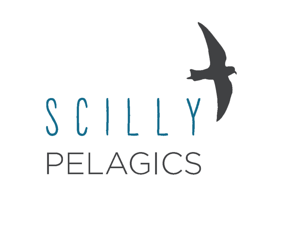Logo for 'SciLy Pelagics' featuring a stylized flying pelican silhouette to the right of the text.
