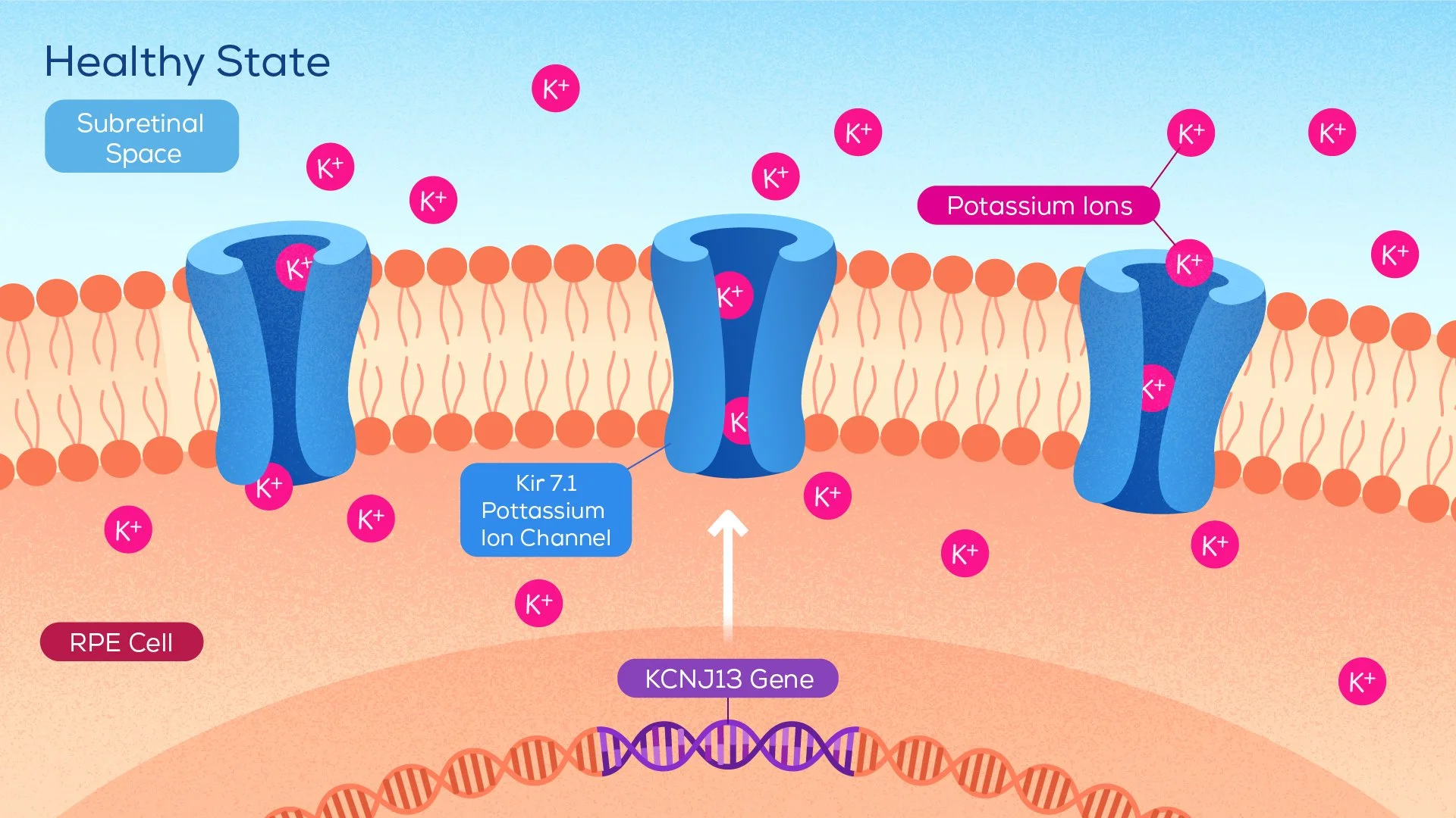 Diagram of a cell membrane showing potassium ion channels (Kir 7.1) and potassium ions (K+). The image depicts subretinal space, RPE cells, and the gene KCNJ13 associated with potassium ion channels.
