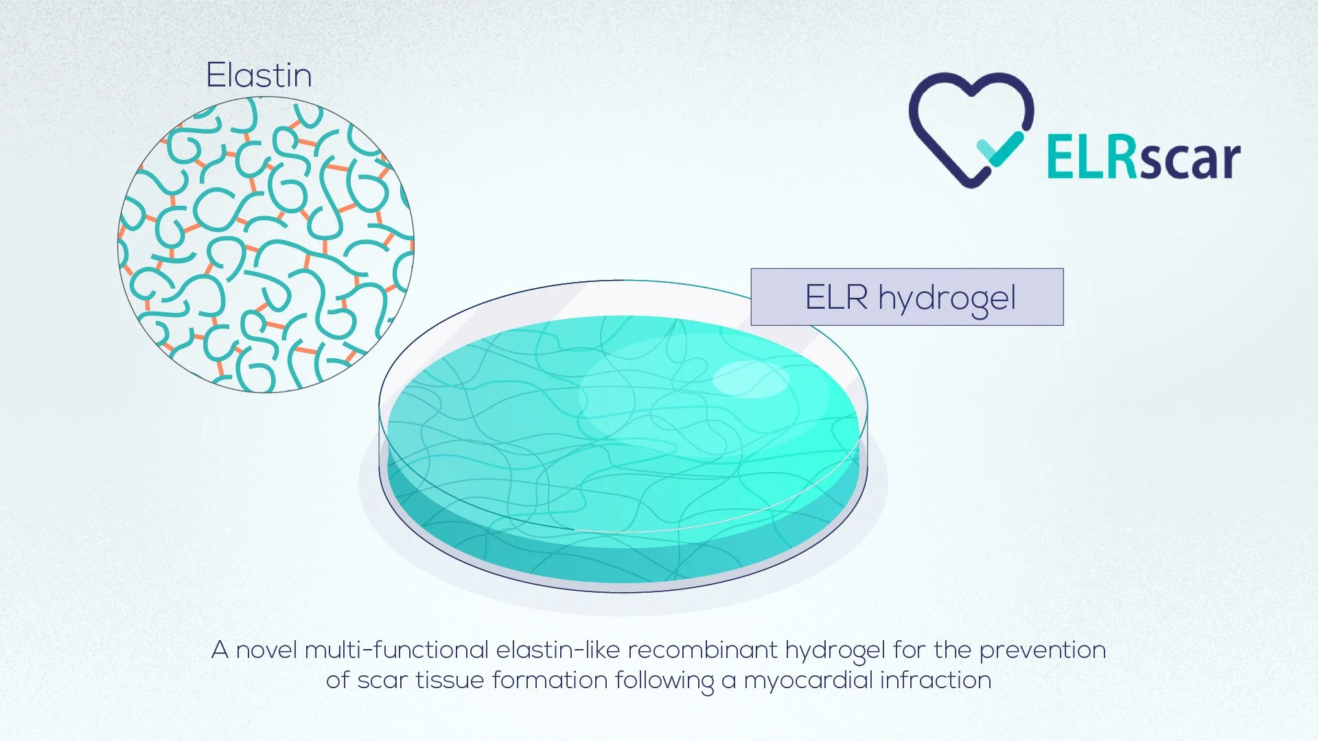 Diagram of ELR hydrogel with a close-up inset of elastin fibers. The diagram includes text that says 'ELR hydrogel,' along with a description: 'A novel multi-functional elastin-like recombinant hydrogel for the prevention of scar tissue formation fol