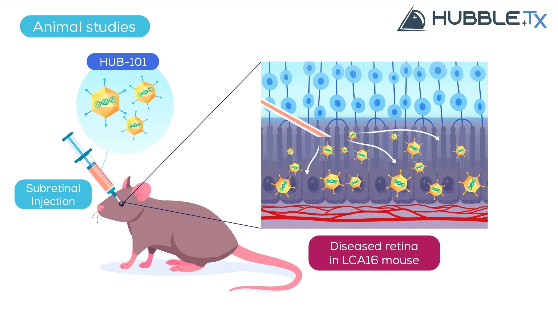 An illustration showing a mouse receiving a subretinal injection of a treatment labeled 'HUB-101' for animal studies. The inset diagram depicts the process of the treatment targeting diseased retina cells in an LCA16 mouse model, with molecules passi
