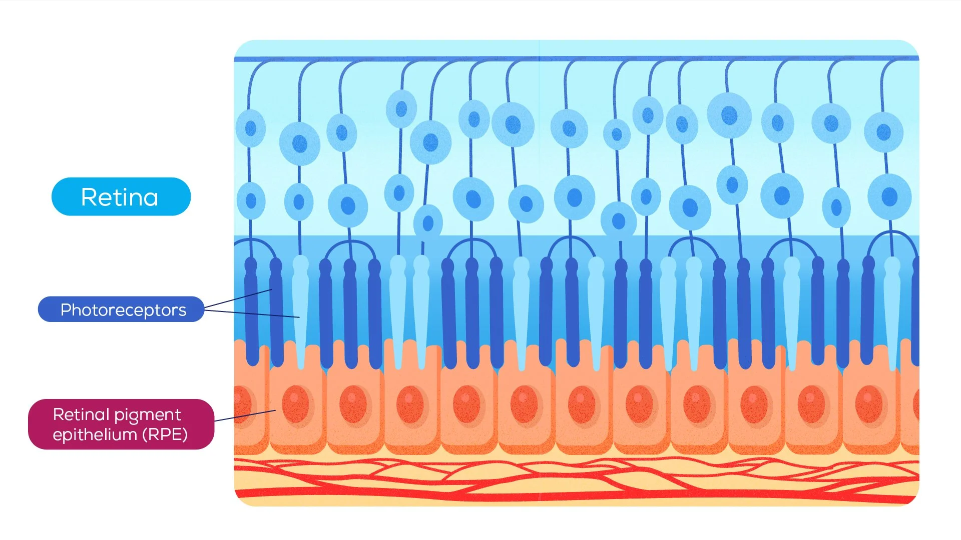 Diagram of the retina showing photoreceptors, retinal pigment epithelium (RPE), and the light spectrum, with labels for each component.