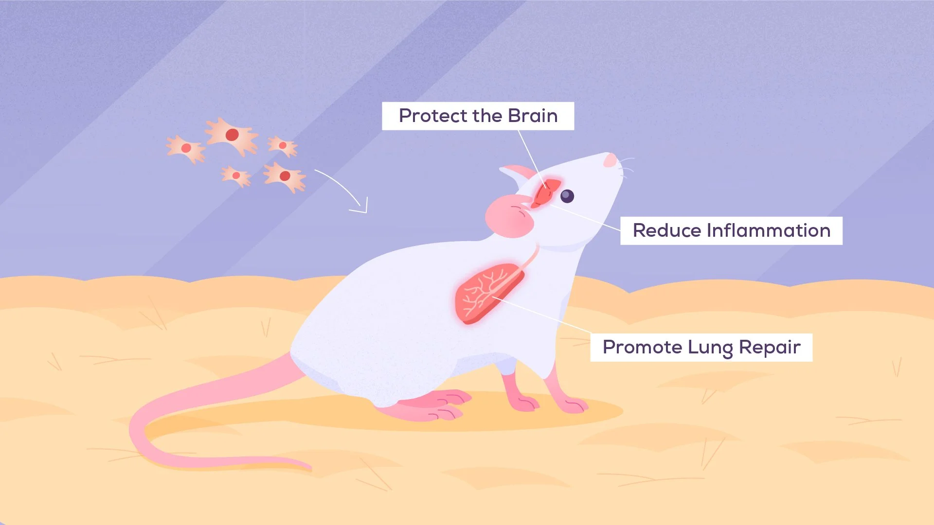 An illustration of a mouse with labels indicating benefits of a substance: protect the brain, reduce inflammation, and promote lung repair. The mouse has a red brain, a pink ear, and pink limbs, with symbols representing immune cells in the backgroun