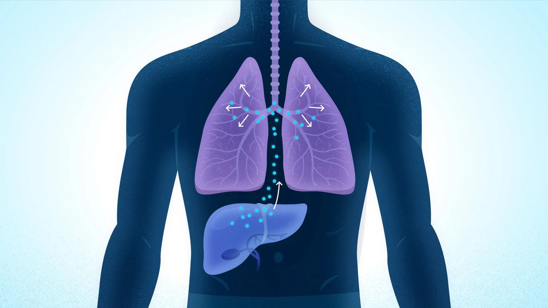 Diagram of human respiratory system showing lungs and stomach with airflow routes indicated.