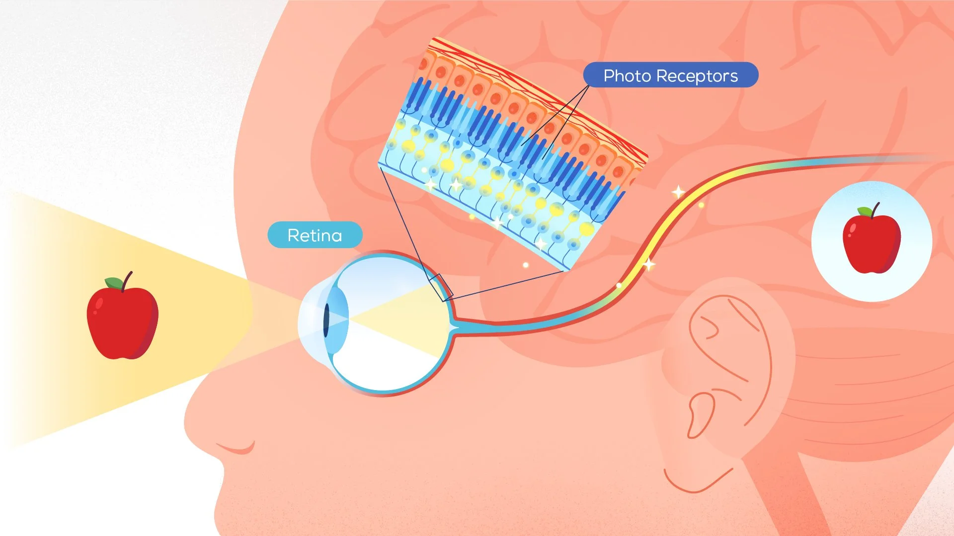 Diagram illustrating how the eye perceives an apple, showing the retina with photo receptors and the pathway of light from the apple through the eye.