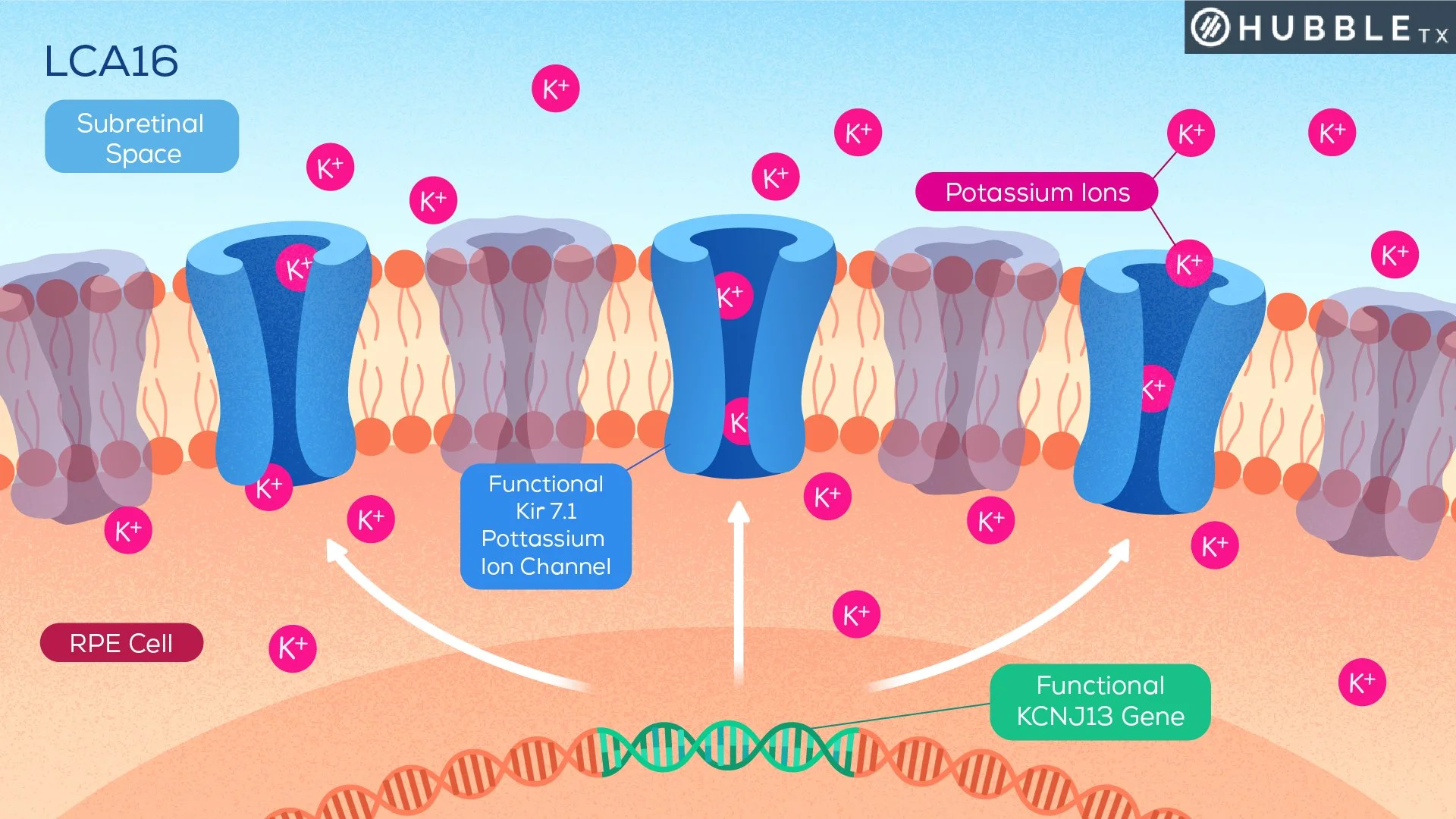 Diagram illustrating the potassium ion channel (LCA16) in the subretinal space. It shows RPE cells, potassium ions (K+), and the functional Kir 7.1 potassium ion channel with labels indicating the subretinal space, the channel, and a genetic element.