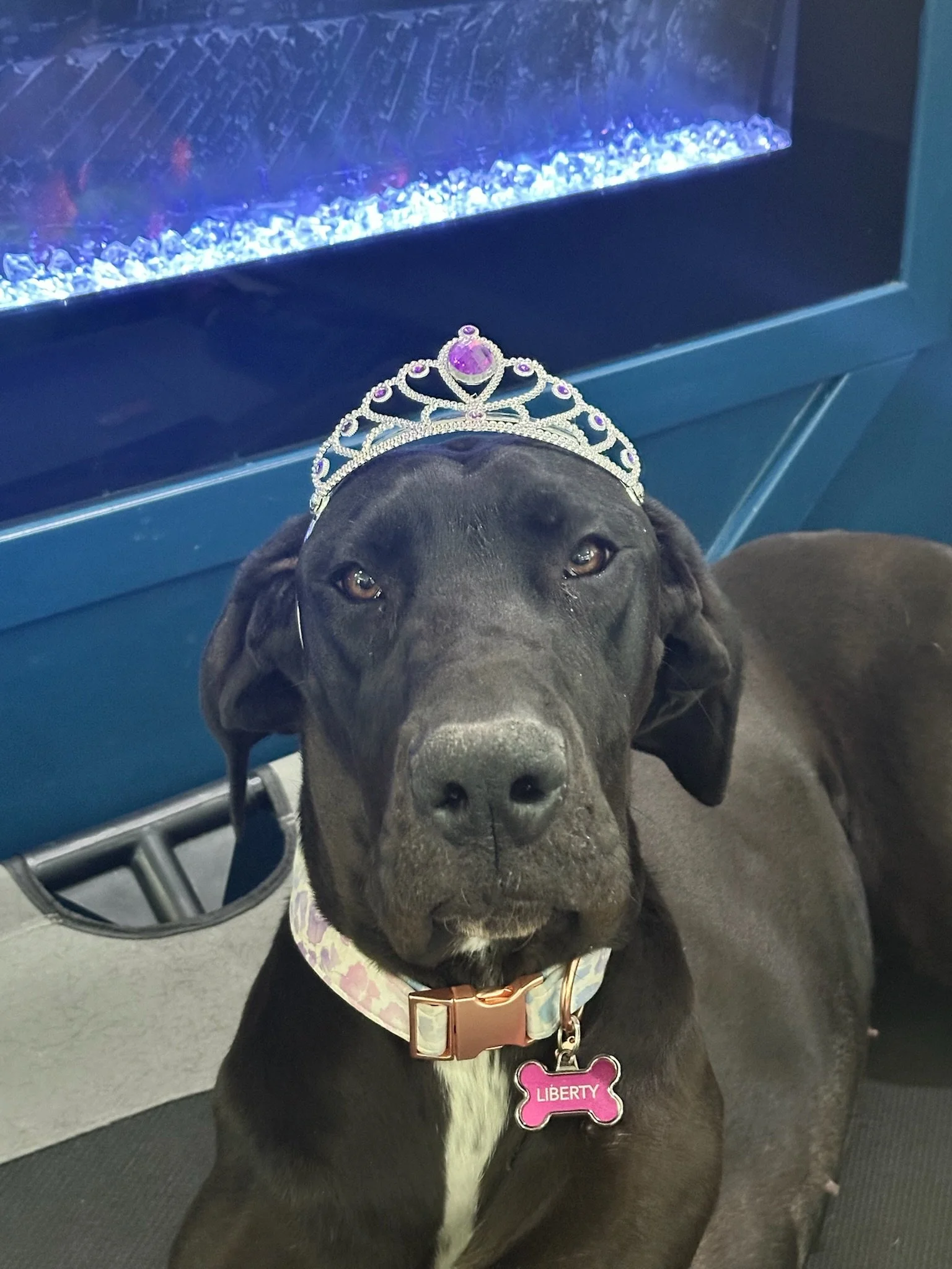 Liberty, a black Great Dane at Inside Out Therapy in Peoria, AZ, wearing a tiara with her name tag visible