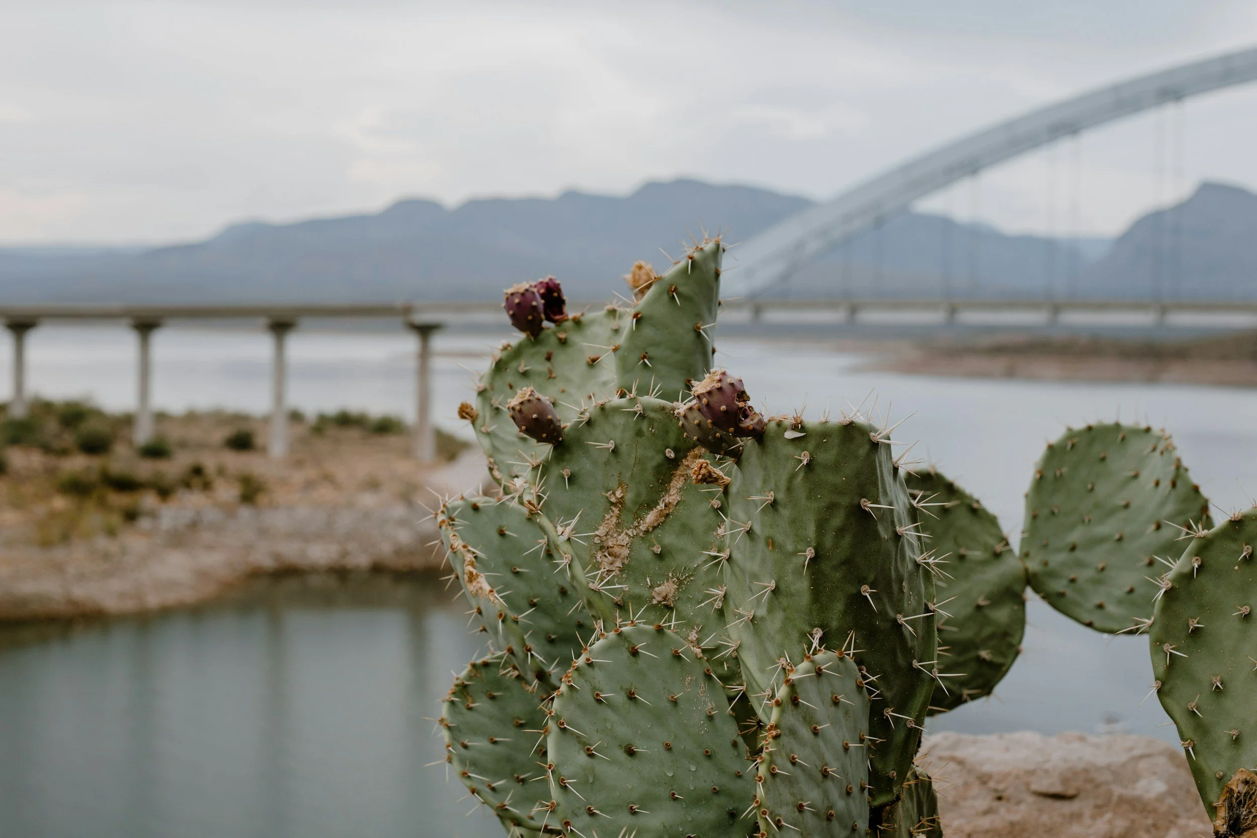 Arizona landscape representing the local roots of Jasmin Corral's therapy practice at Inside Out Therapy in Peoria Arizona