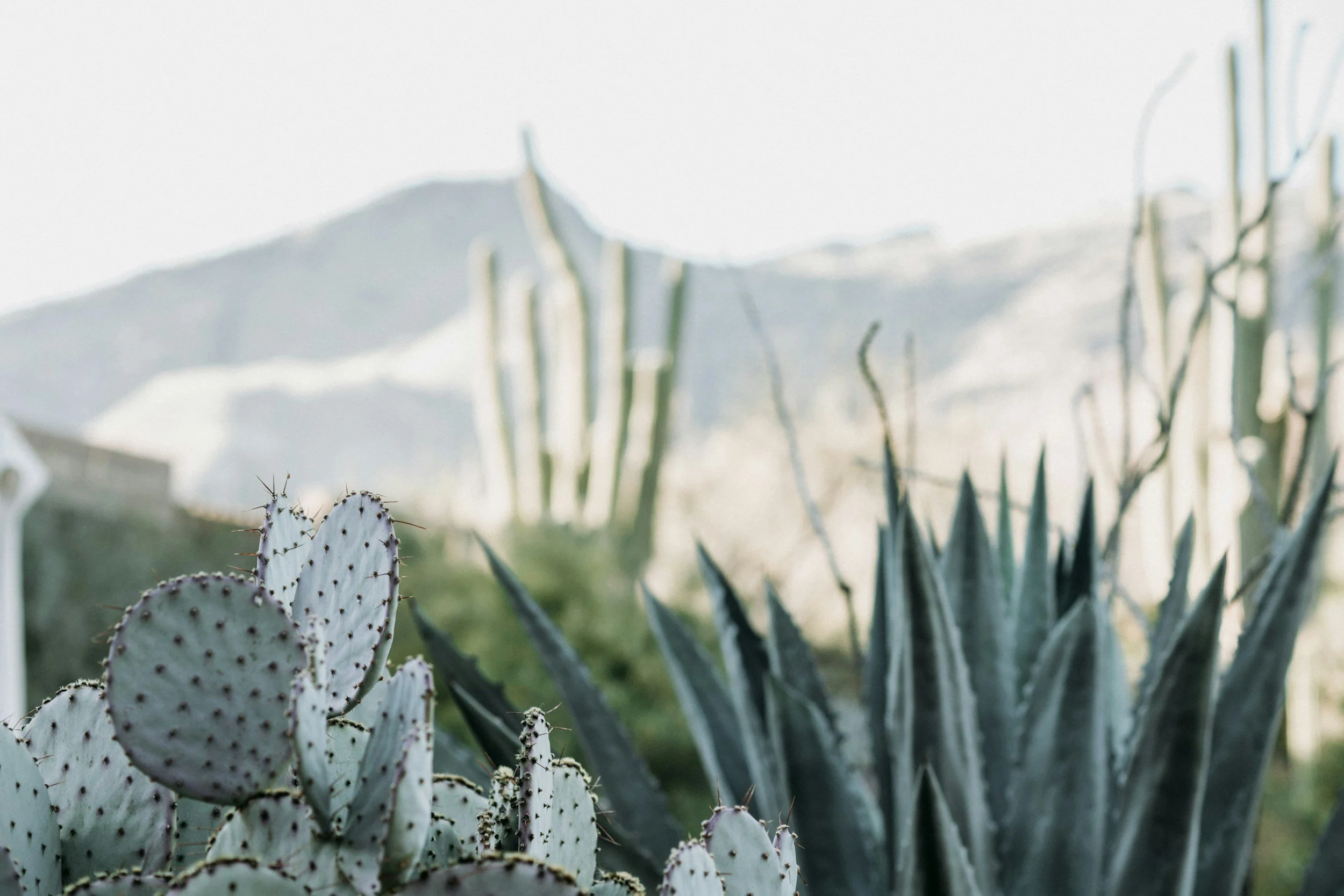 Arizona landscape representing the local roots of Christina Behrens and Inside Out Therapy and Consulting in Peoria Arizona