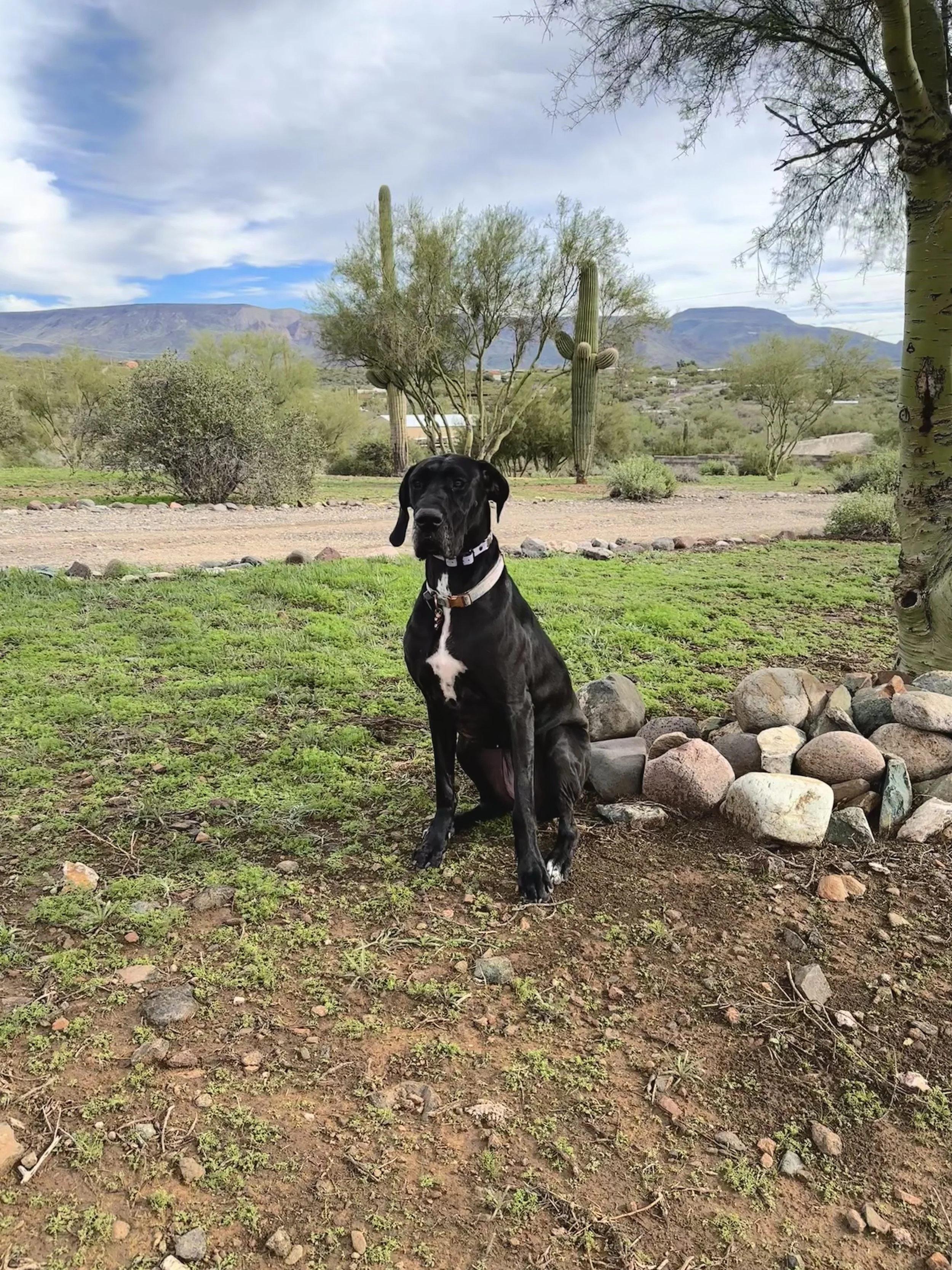 Liberty, a black Great Dane service dog in training at Inside Out Therapy and Consulting in Peoria, AZ