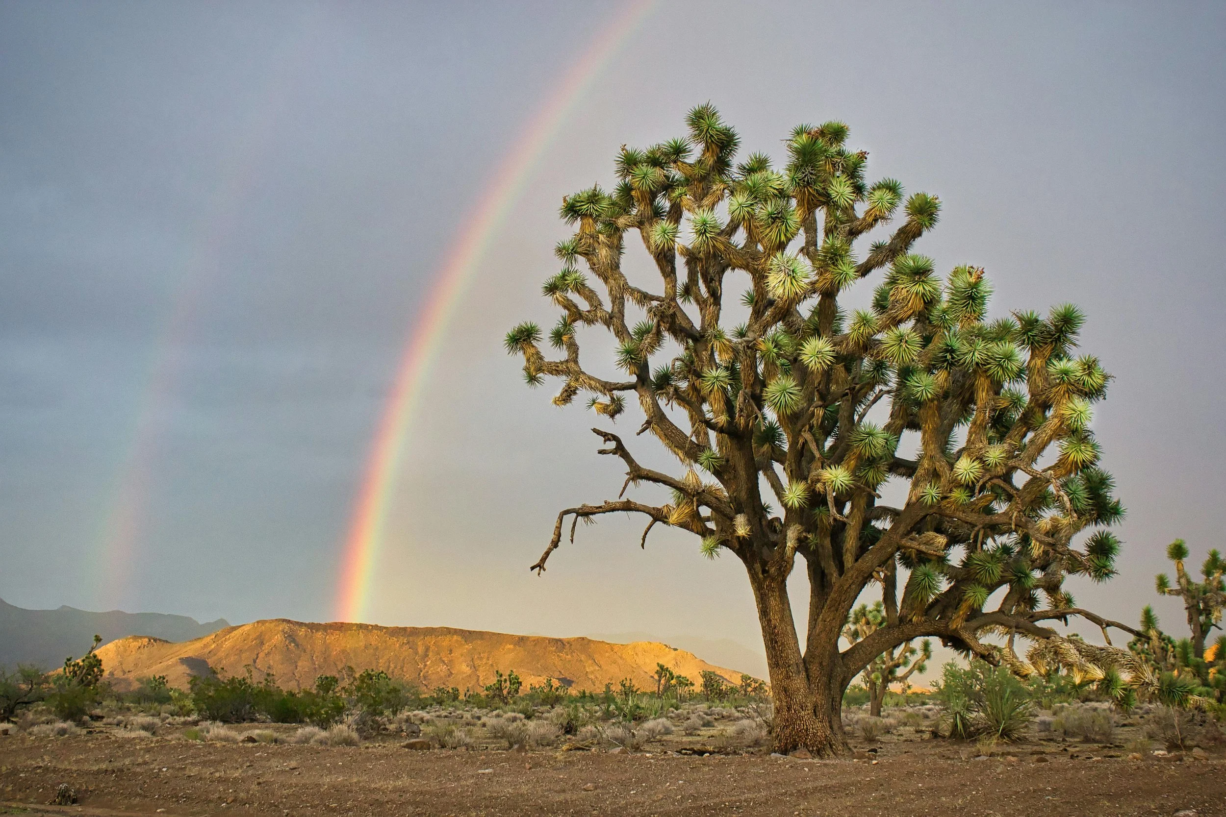 An Arizona landscape representing EMDR therapy and trauma-informed care serving Goodyear, AZ at Inside Out Therapy and Consulting in Peoria