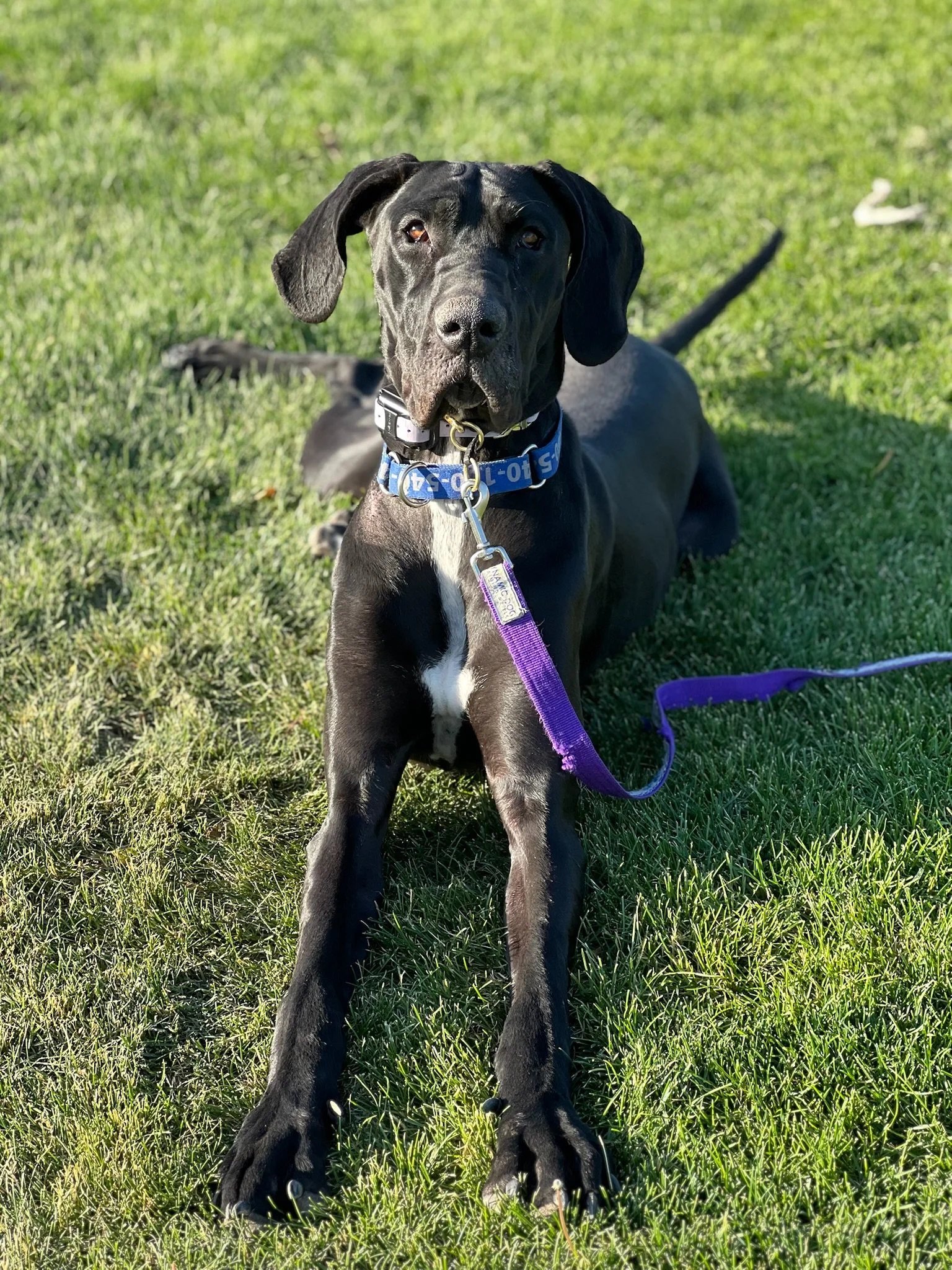 Liberty, a black Great Dane service dog in training, lying on grass and looking directly at the camera at Inside Out Therapy in Peoria, AZ