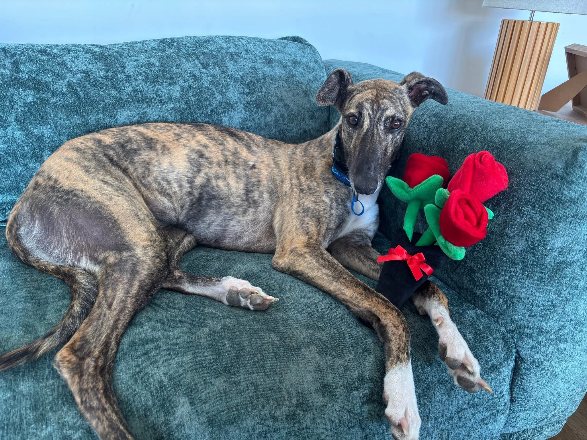 Standard off-the-shelf pet doors don&rsquo;t exactly cater to the height of a rescue greyhound, and the heavy-duty options online are ridiculously overpriced. So we built our own.

This custom dog door insert perfectly shows off how we mix different 