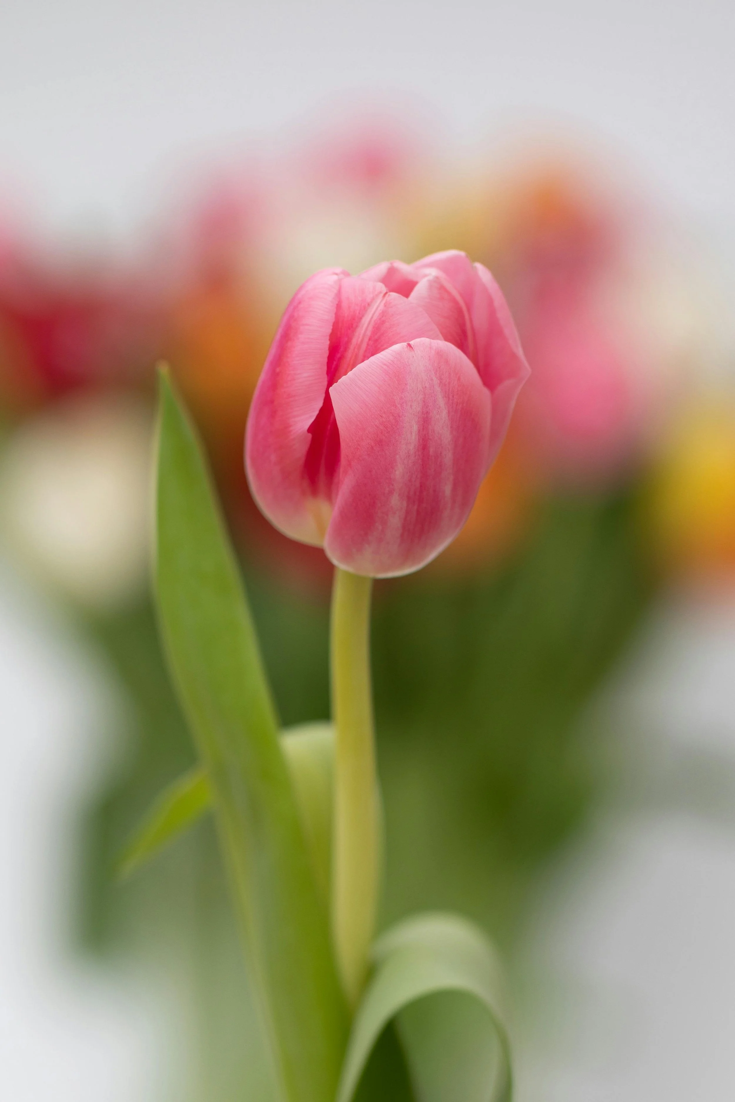 Nahaufnahme einer pinken Tulpe mit grünen Blättern, unscharfer Hintergrund mit ähnlichen Tulpen in verschiedenen Farben.