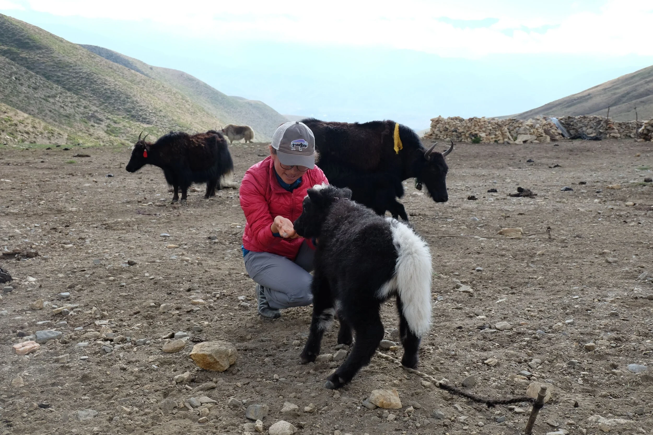 Tsering Wangmo, one of the nurses who supported the Simonson Lab’s research, interacts with a baby yak in a nomadic yak camp.