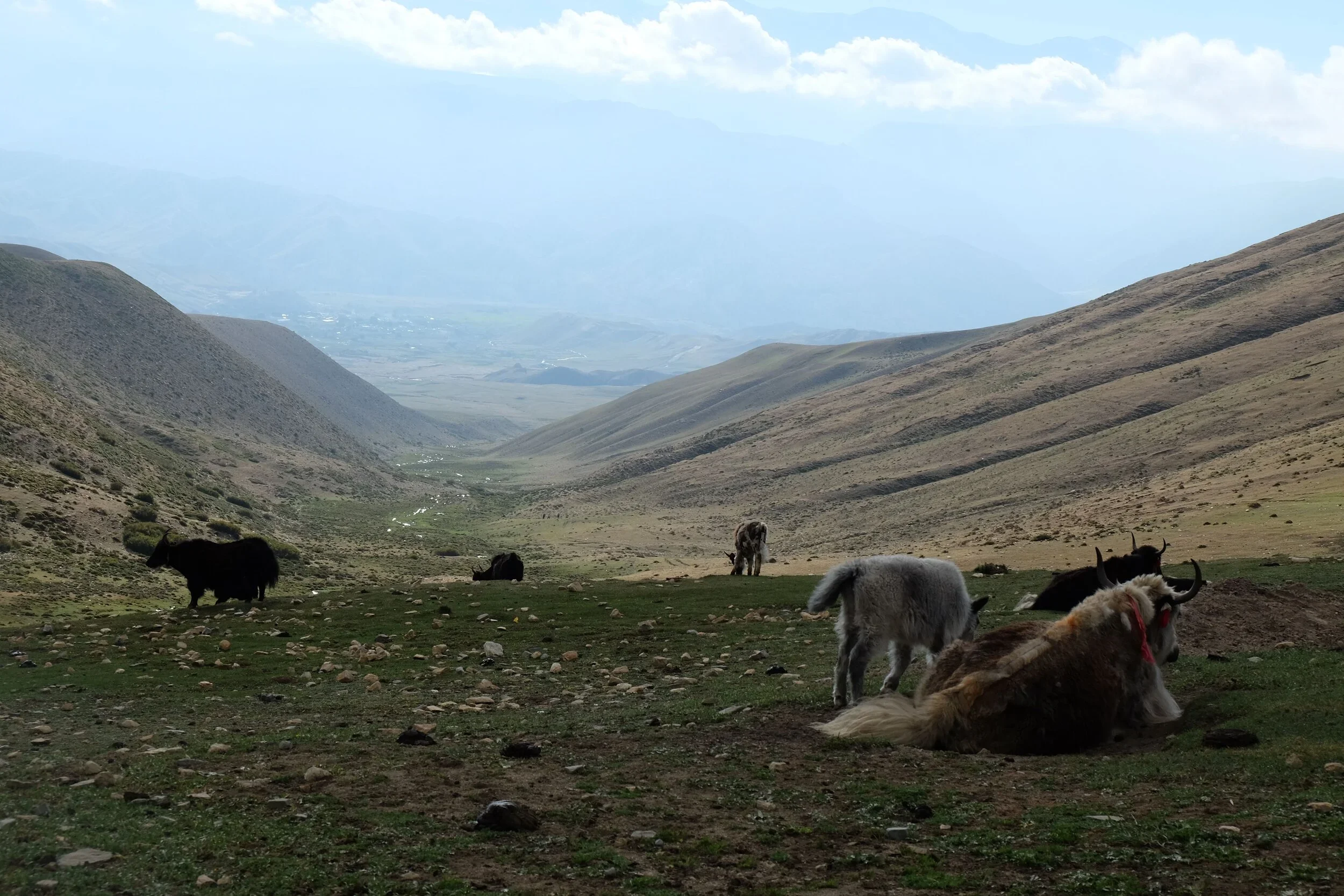 The rThe research team visits a grazing and resting nomadic yak herd, located at an altitude of approximately 15,000 feet.esearch team visits a grazing and resting nomadic yak herd, located at an altitude of approximately 15,000 feet.