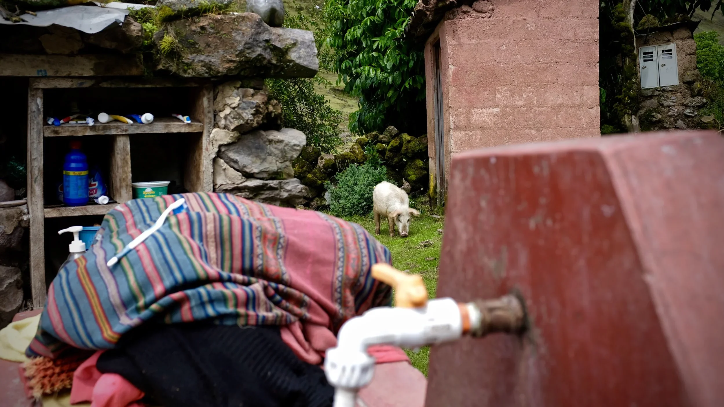 A porcine perspective.