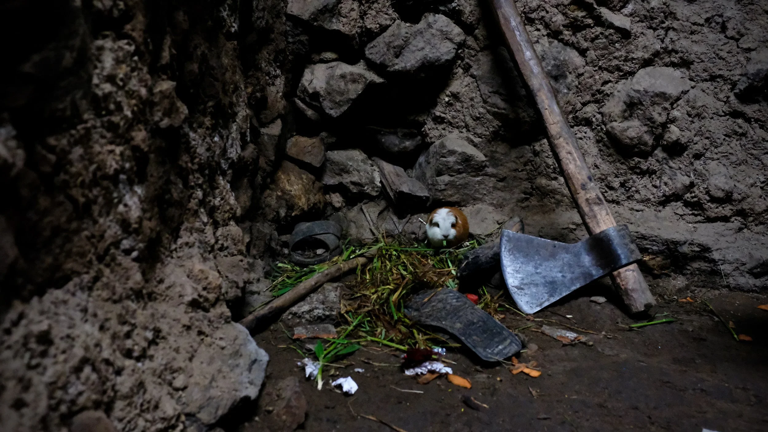 A guinea pig (cuy) enclosure at the back of Esteban and Narcissa's home failed to stop this adventurer from exploring its surroundings.