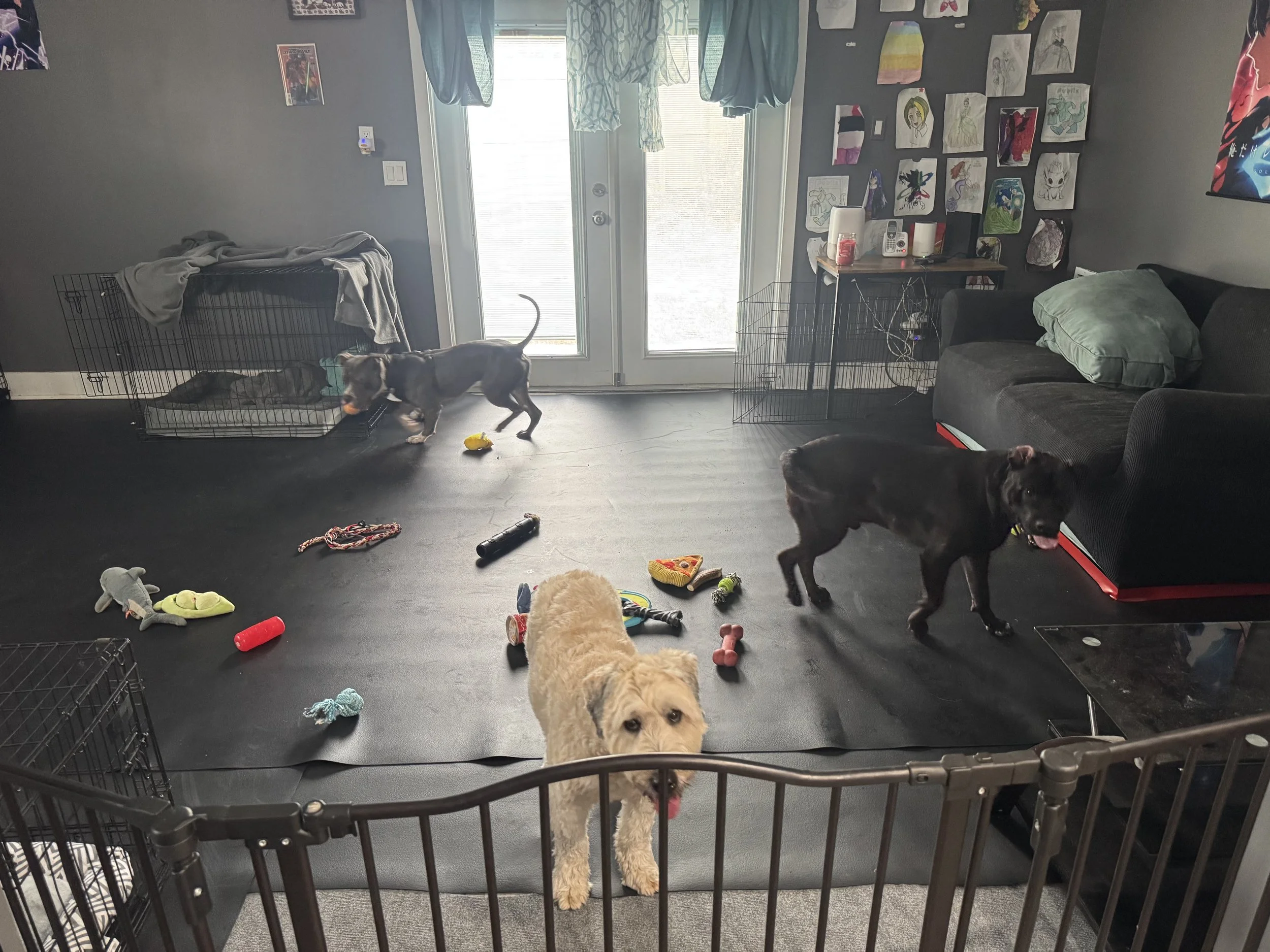 Doggie/Kitty Daycare