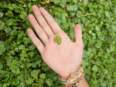 A photo of a tiny  green frog in the palm of someone's hand. Image by Hasmik Ghazaryan