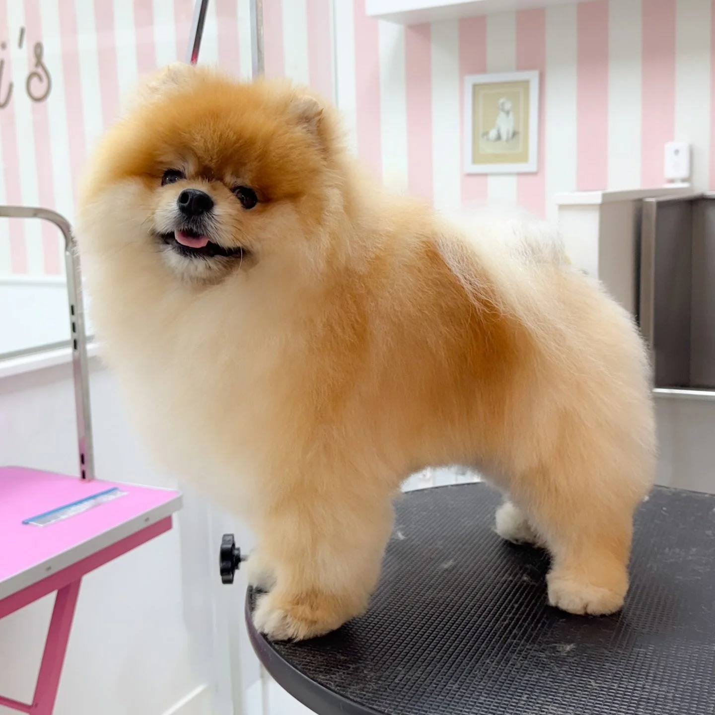 Cómo preparar a tu perro antes de venir a la peluquería canina