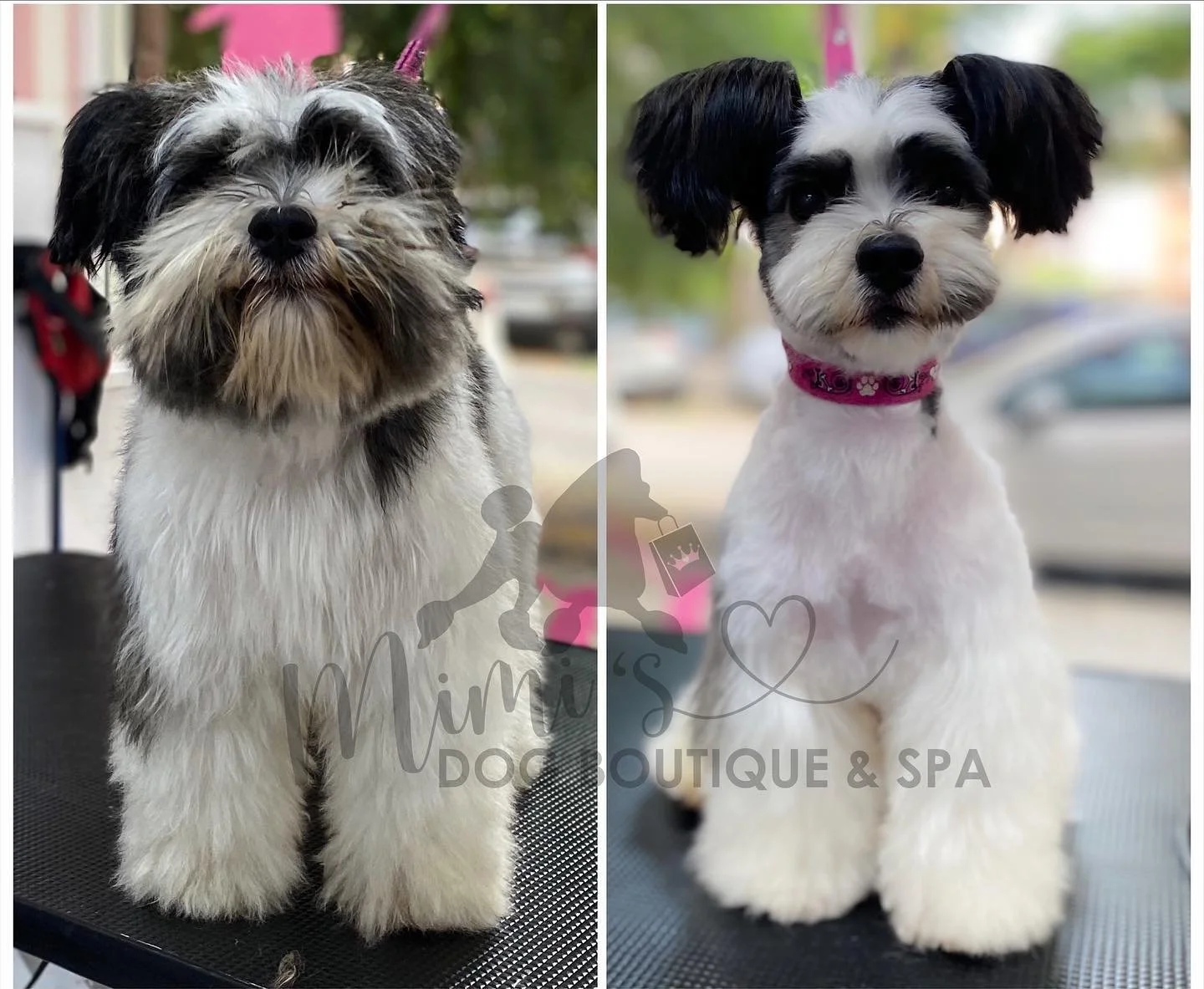 Por qué confiar en una peluquería canina profesional en Tarragona