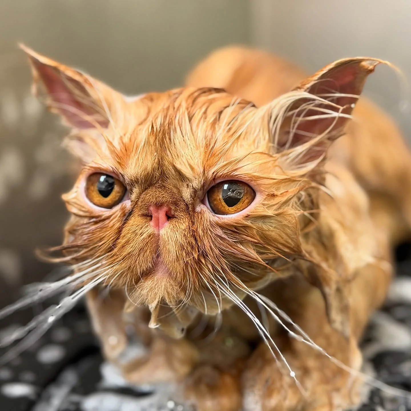 Peluquería felina en Tarragona: cuidados, manejo y bienestar del gato