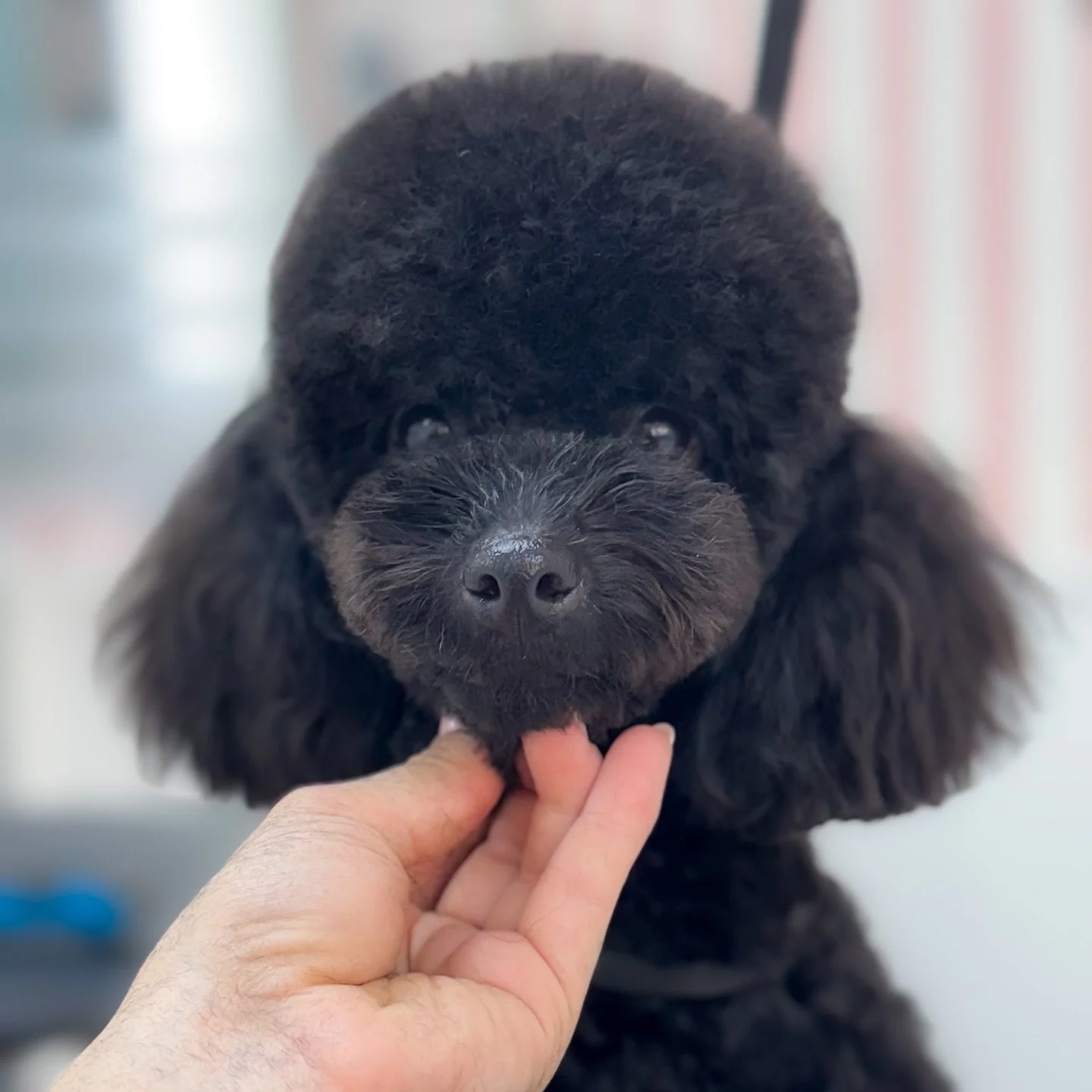 Primer plano de un perro negro tipo caniche, mascota, con una mano de una persona tocando su barbilla.
