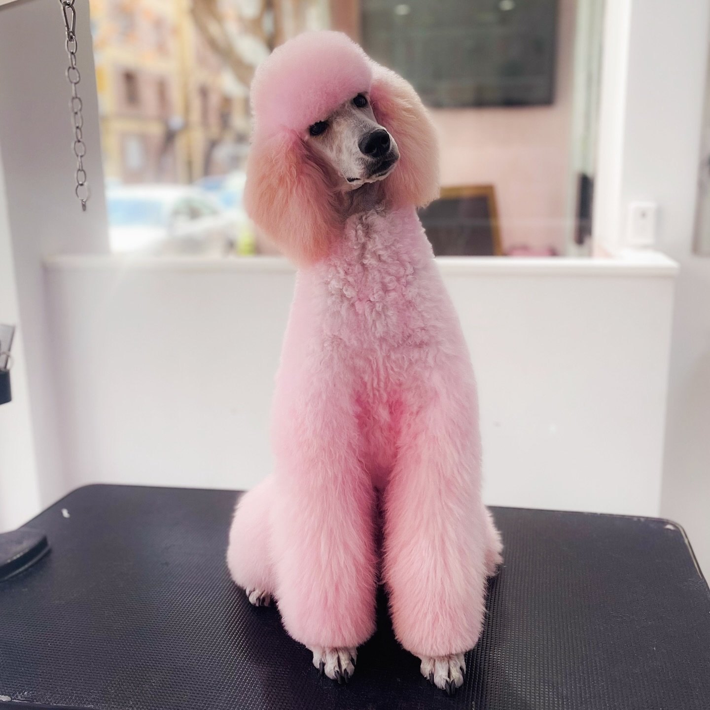 Perro con pelaje de color rosa y raza caniche, en una mesa de peluquería.