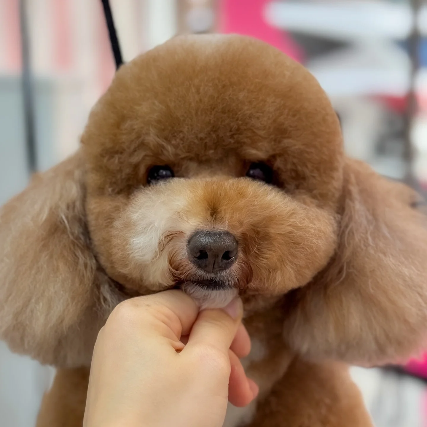 Un perro de raza pequeña con pelaje rizado, de color marrón claro y oscuro, con una persona tocándole la barbilla.