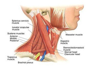 anatomical view of the neck muscles that are involved with Forward Head Posture, or Tech Neck