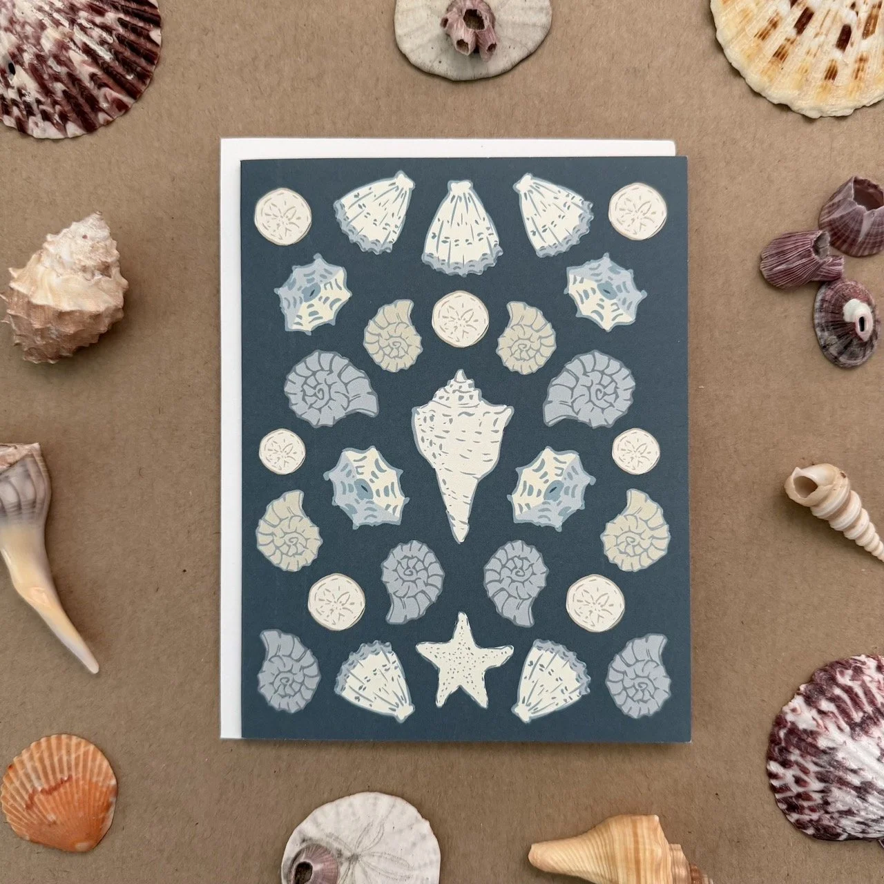 IMG_1375 shell variety ind swirl shell copy Large.jpeg