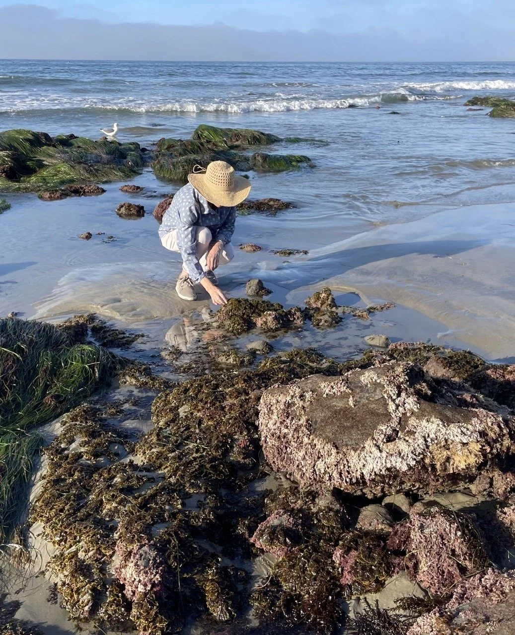 Person crouching on a sandy beach with rocks and seaweed, wearing a straw hat and polka-dot shirt, examining the tide pools, with the ocean in the background and a seagull standing on rocks
