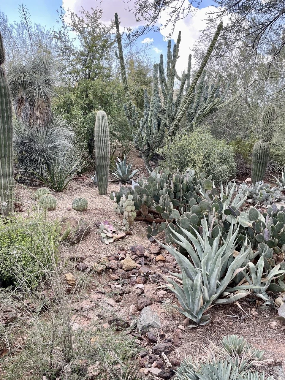 A desert garden with various cacti and drought-tolerant plants, including tall, columnar, and prickly pear varieties, under a partly cloudy sky.