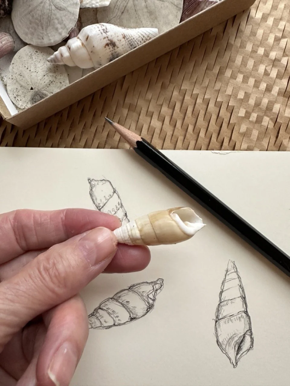 Person holding a seashell with a sketch of seashells on paper, with more seashells in a box on a woven surface in the background, and a pencil nearby.