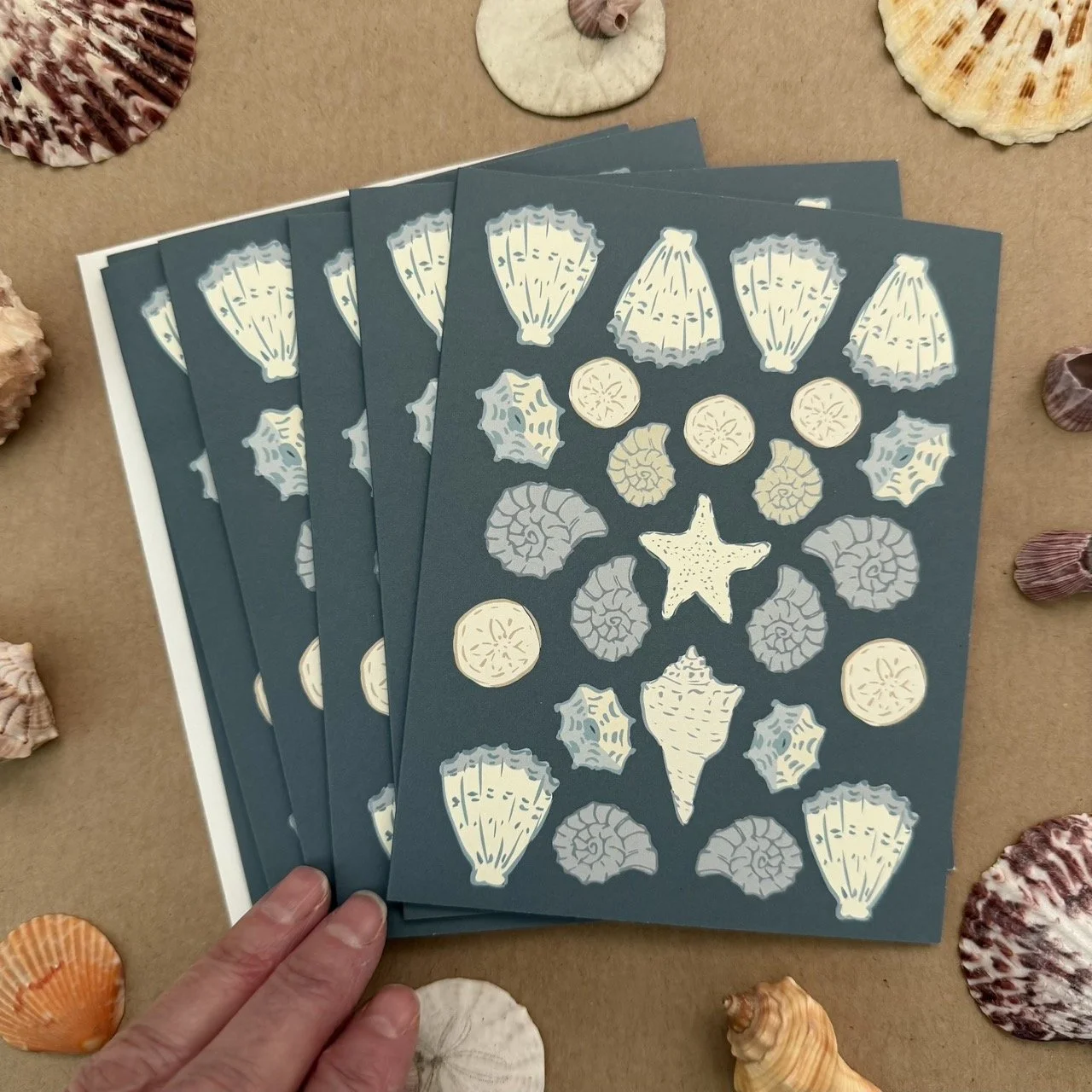 IMG_1381 shell Collection all same copy Large (2).jpeg